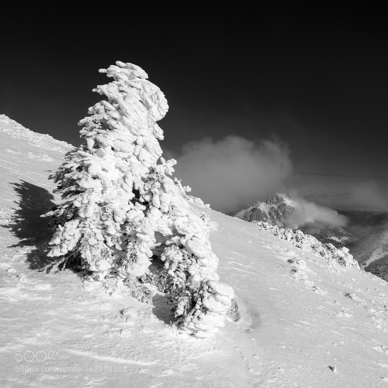 Fujifilm X-T20 sample photo. Snowy tree photography