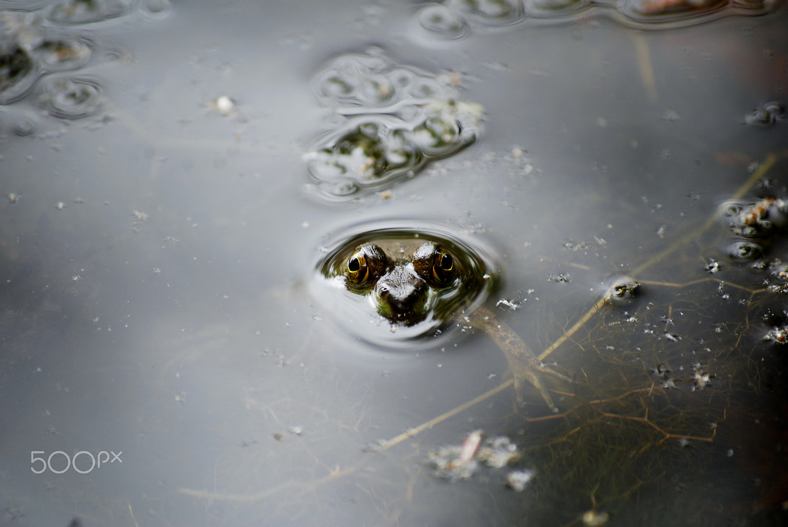 Nikon D40X sample photo. Buoyant fixation photography
