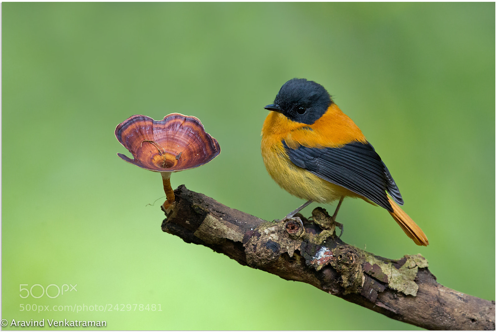 Canon EOS-1D X sample photo. Black and orange flycatcher photography