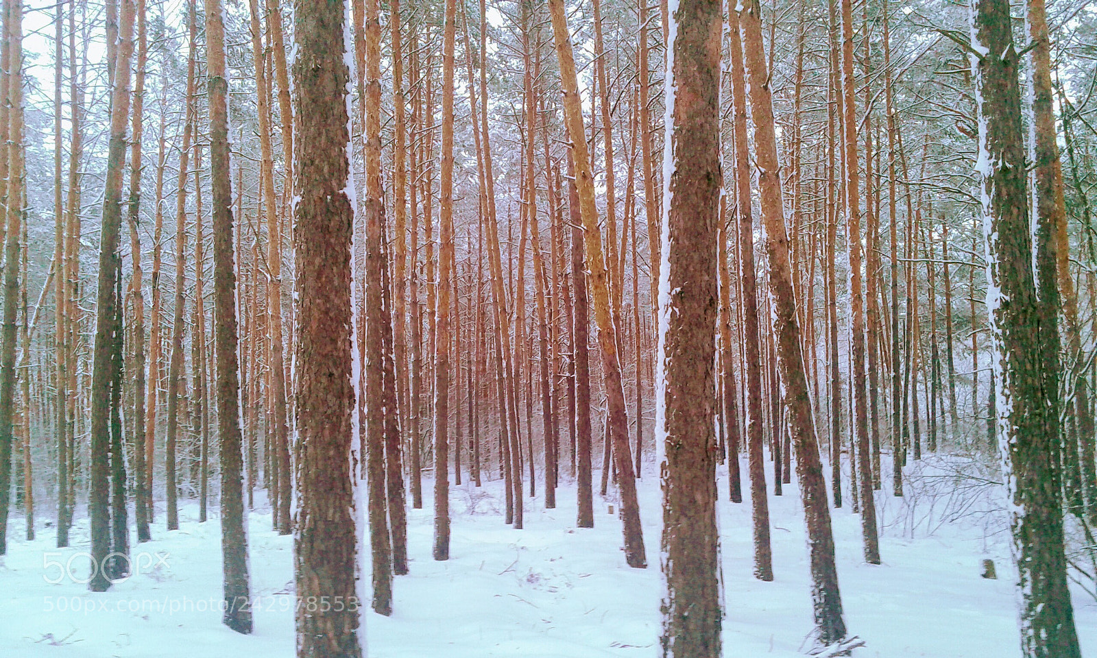 Samsung Galaxy Core Prime sample photo. Untitled photography