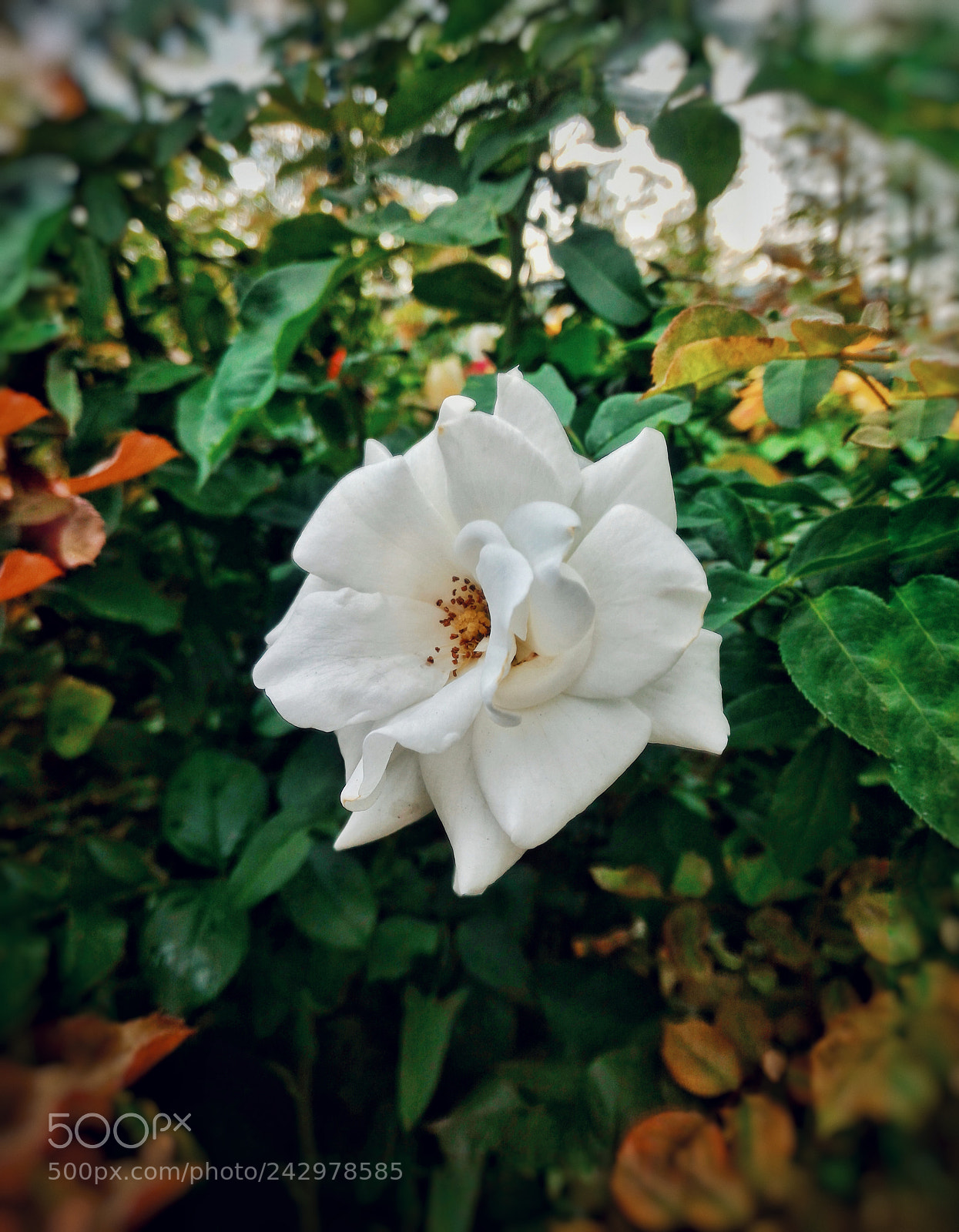 ASUS ZenFone 2 (ZE551ML) sample photo. Ex-whiterose photography