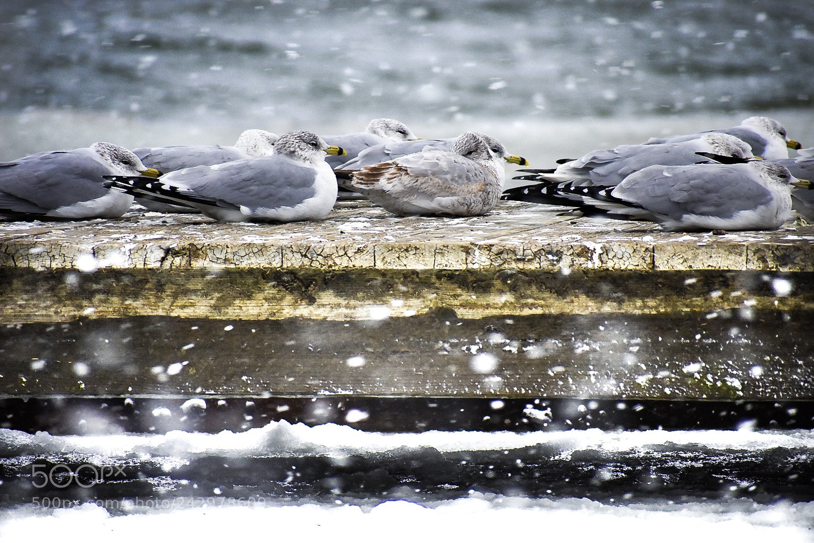Nikon D3400 sample photo. Flock of seagulls photography