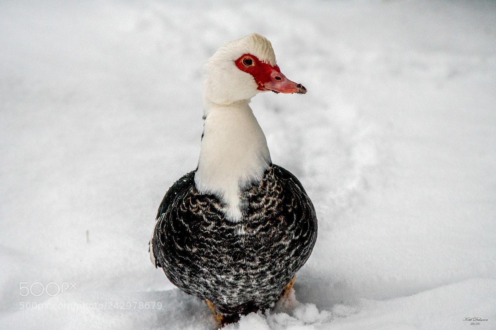 Nikon D500 sample photo. Duck on the run photography