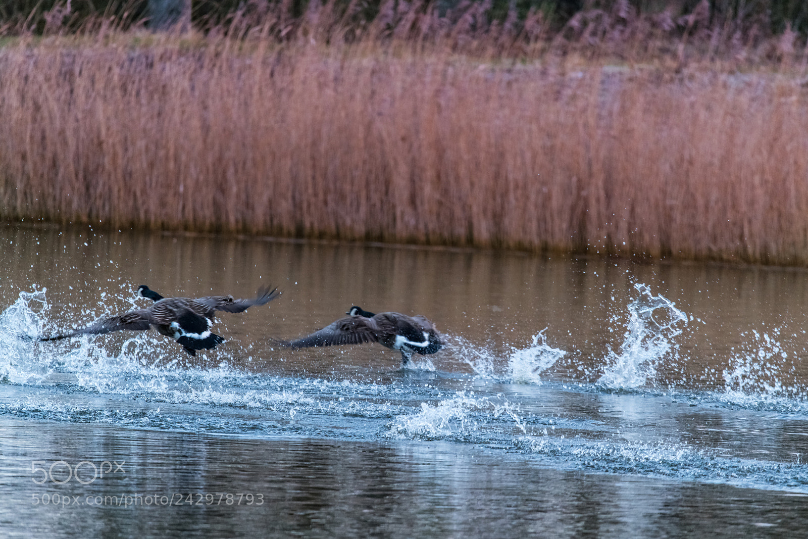 Nikon D850 sample photo. Getting airborne! photography