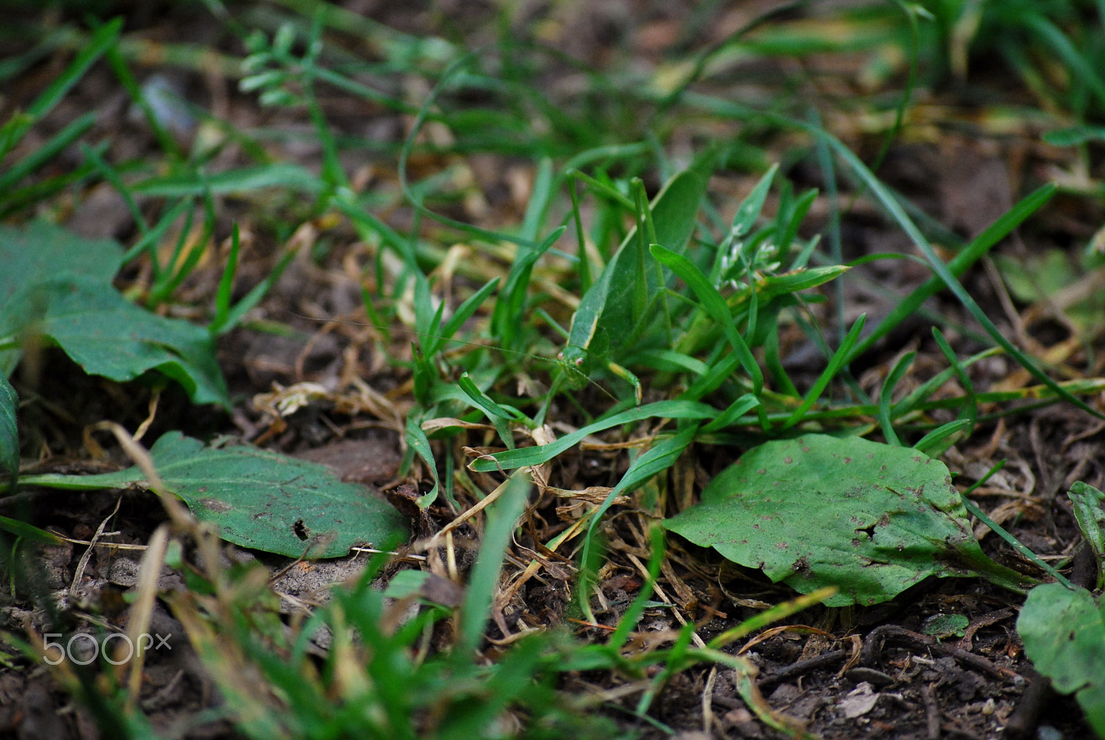 Nikon D40X sample photo. En pleine vue photography