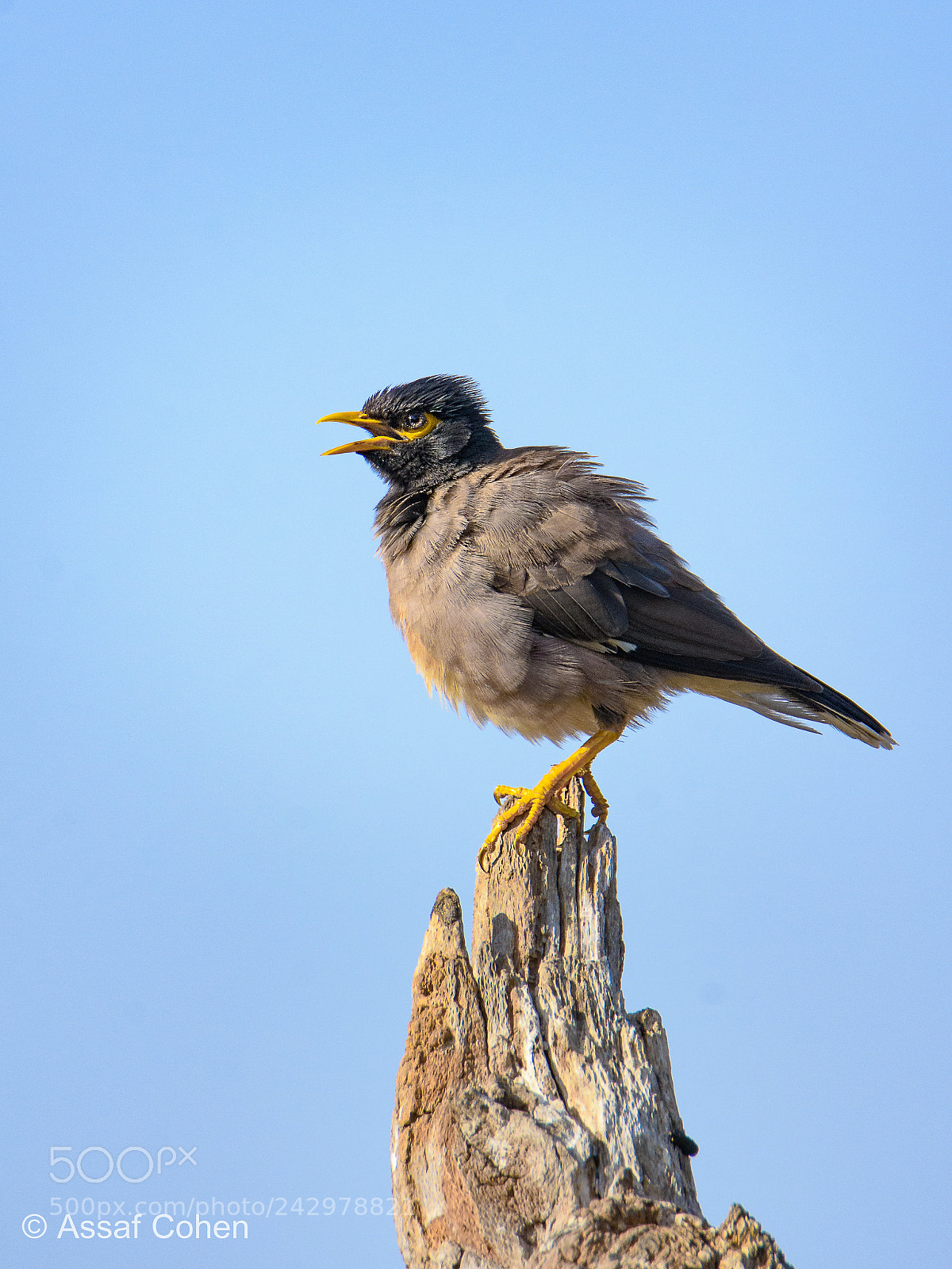 Nikon D7200 sample photo. Myna photography