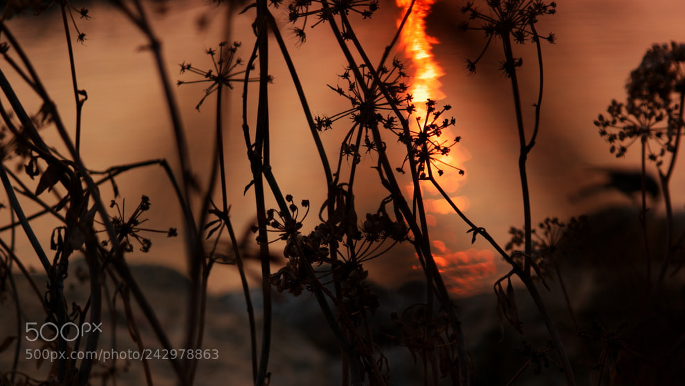 Samsung NX1 sample photo. ... photography