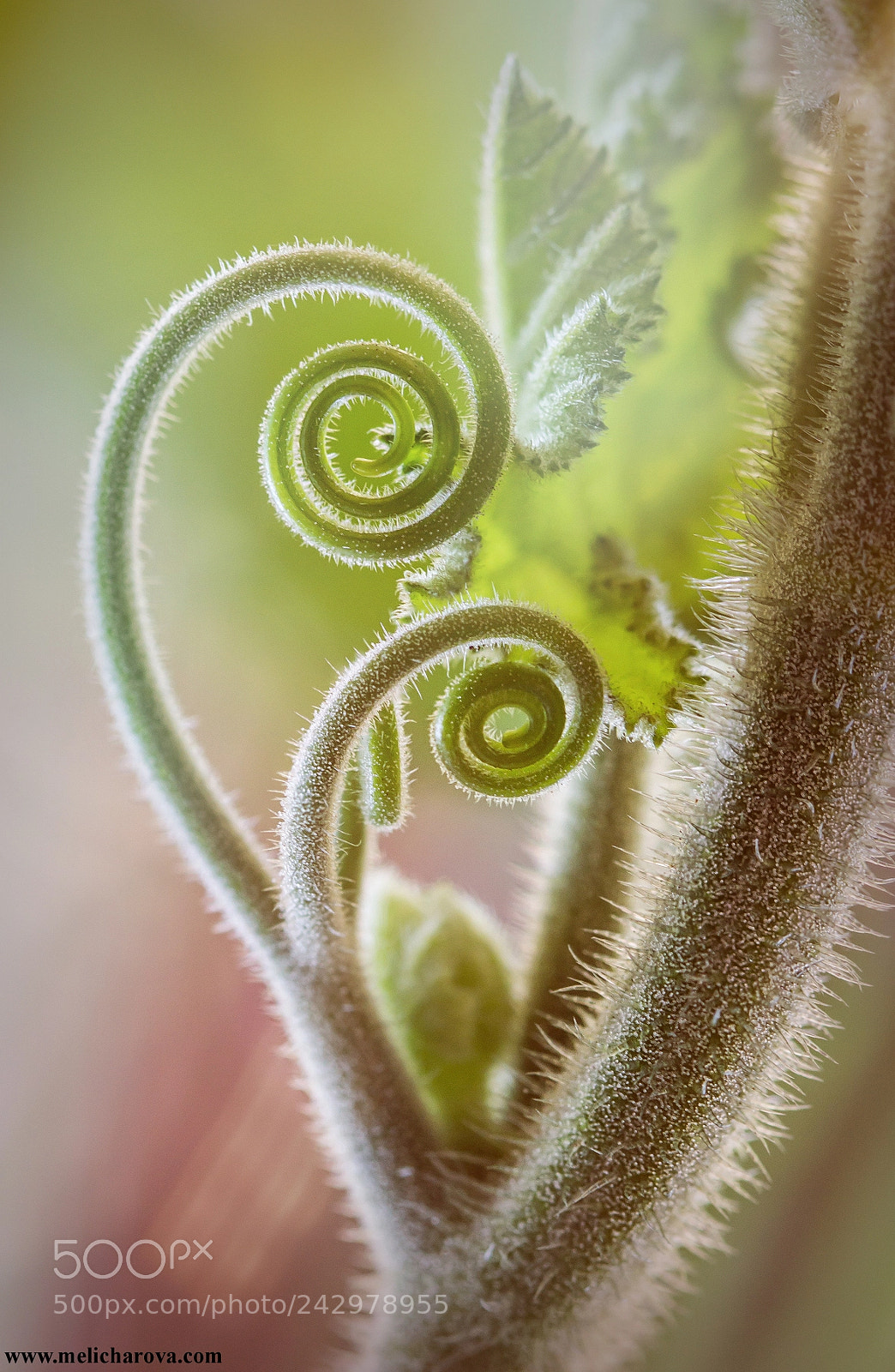 Canon EOS 60D sample photo. Spirals photography