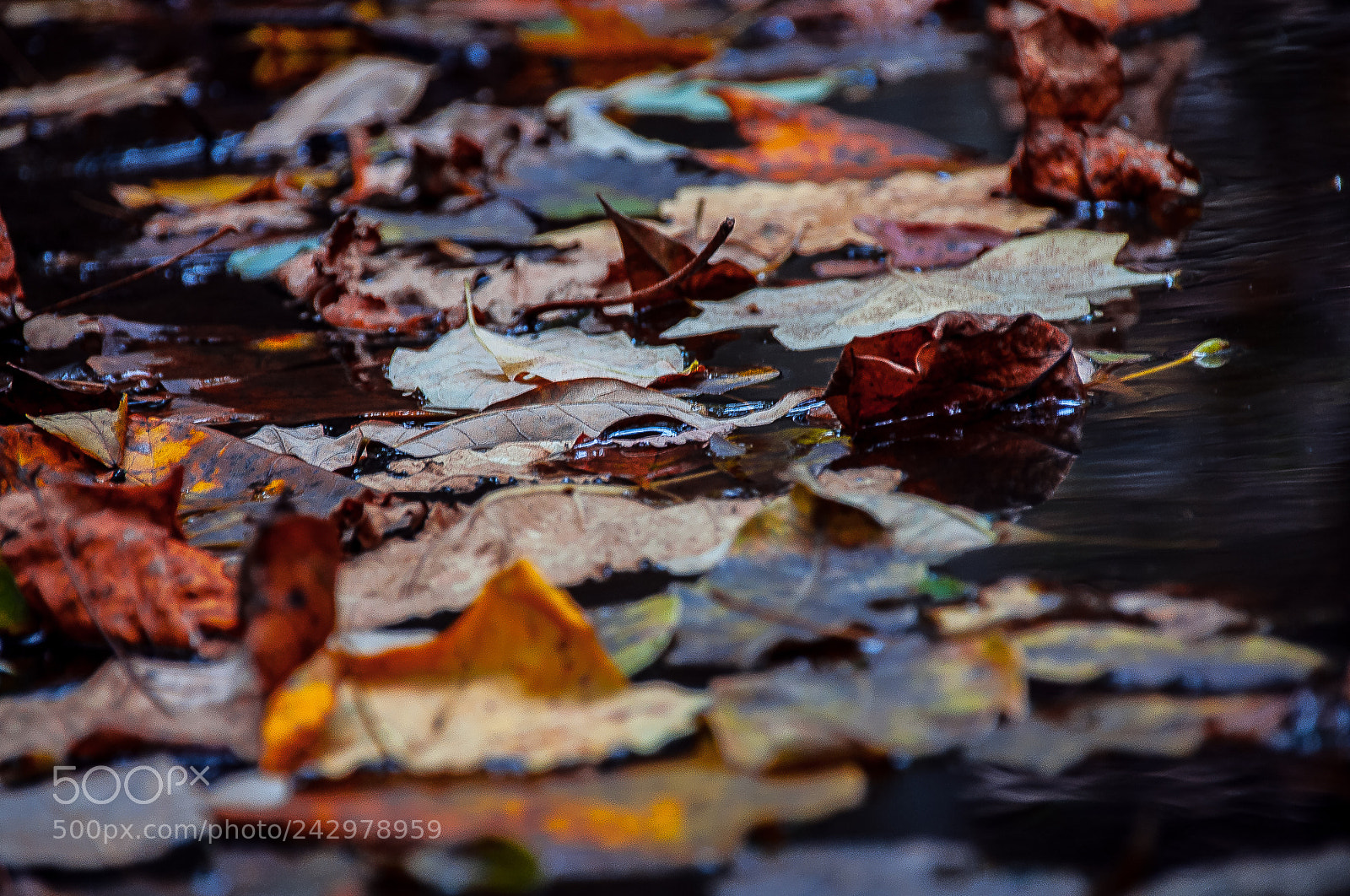 Nikon D90 sample photo. Autumn leaves resting on photography