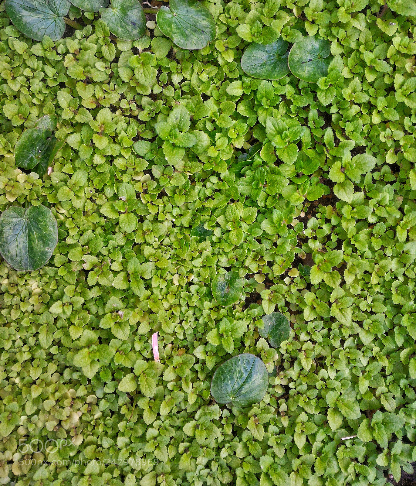 ASUS ZenFone 2 (ZE551ML) sample photo. Ex-grass photography
