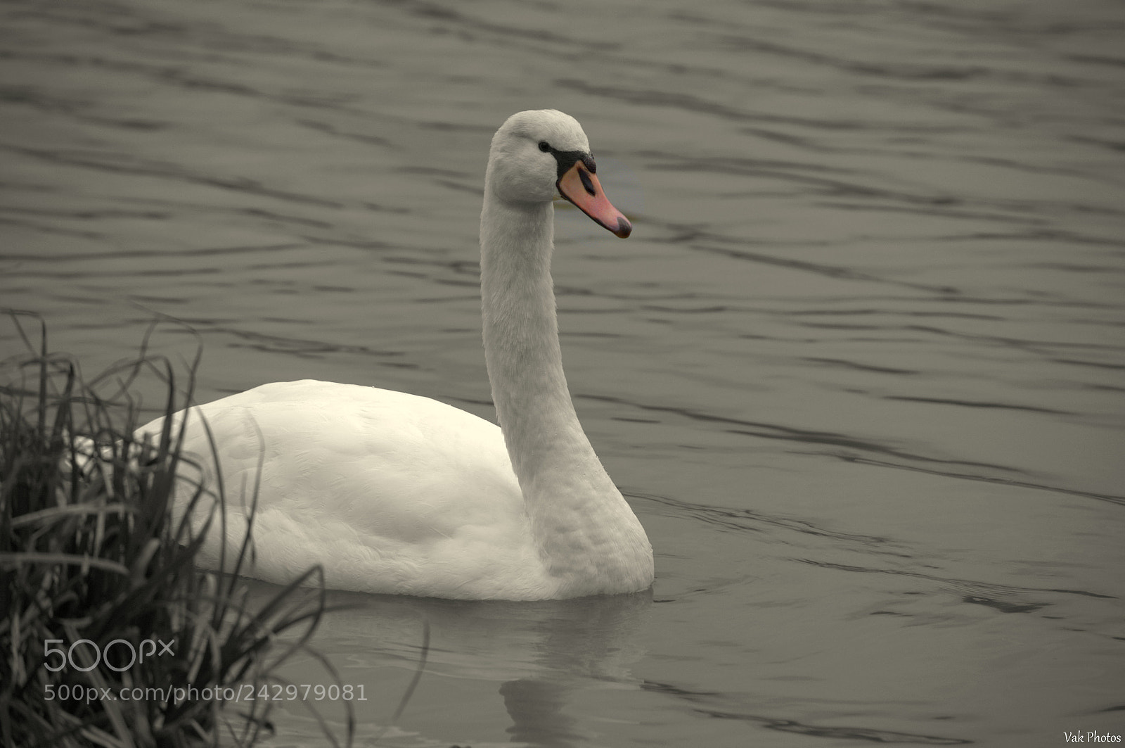 Nikon D3100 sample photo. Swan photography