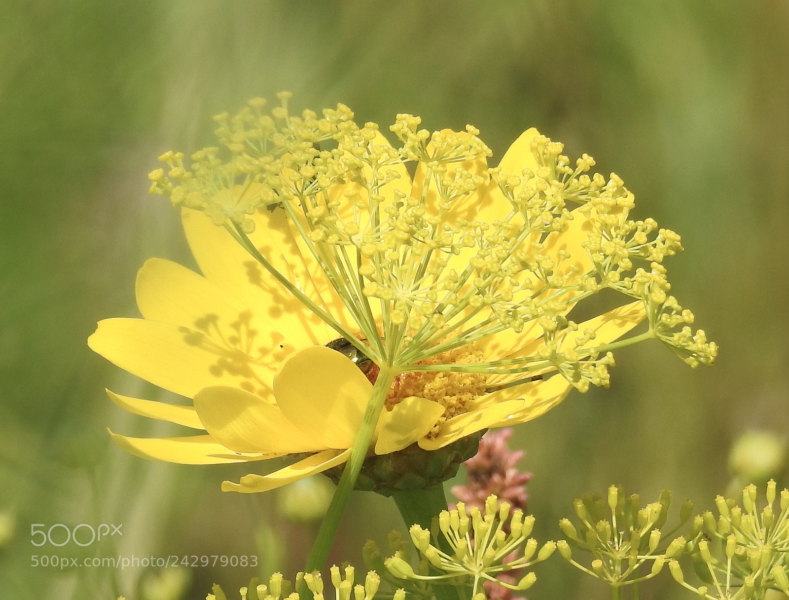 Nikon Coolpix P900 sample photo. Yelllow flowers....? photography