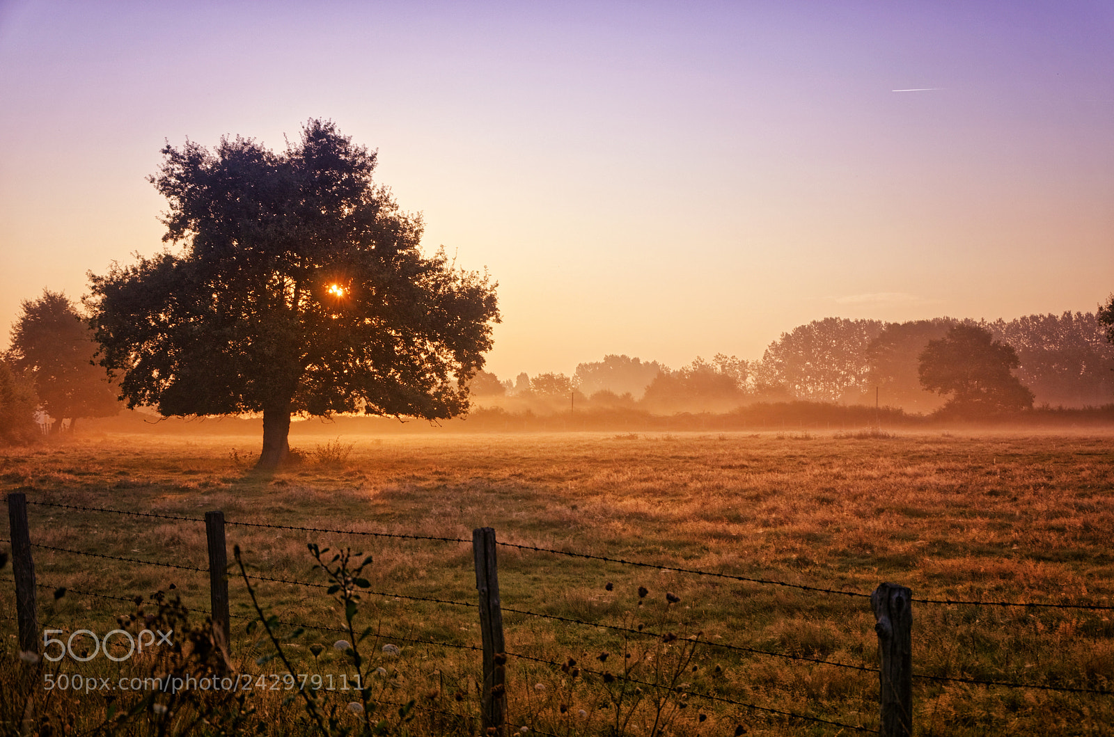 Nikon D5100 sample photo. Tree at fog morning photography