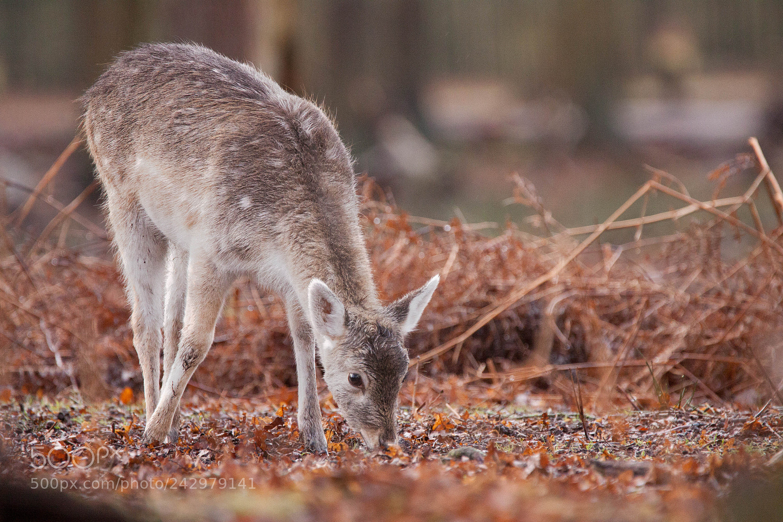 Canon EOS 50D sample photo. Young fallow deer photography