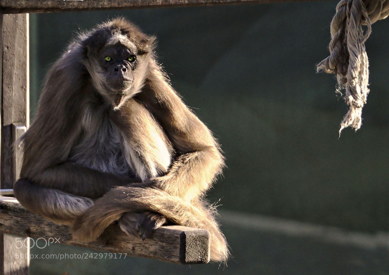 Sony E 55-210mm F4.5-6.3 OSS sample photo. Sitting bull photography