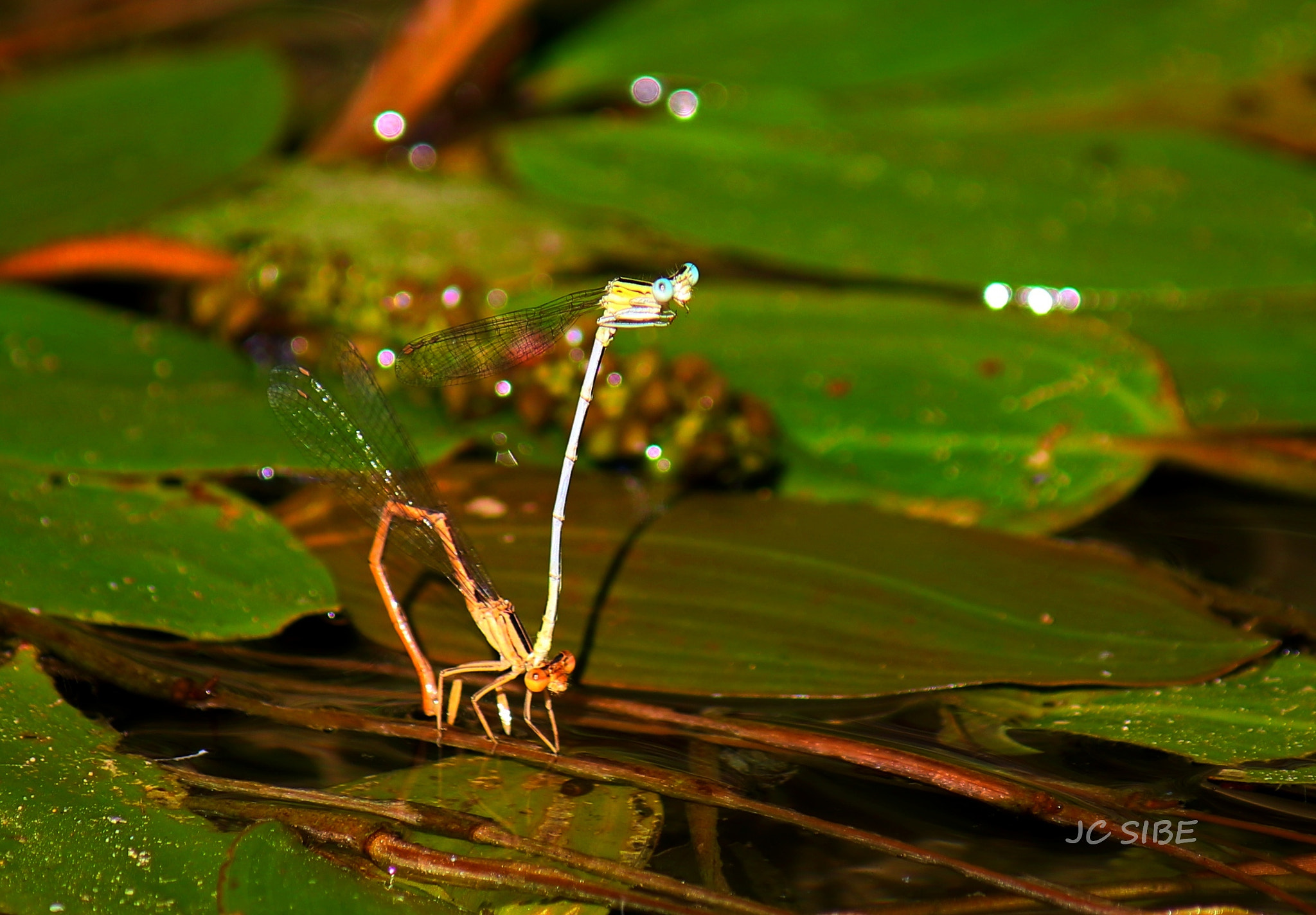Canon EF-S 55-250mm F4-5.6 IS sample photo. Aparejamiento de  la livelula photography