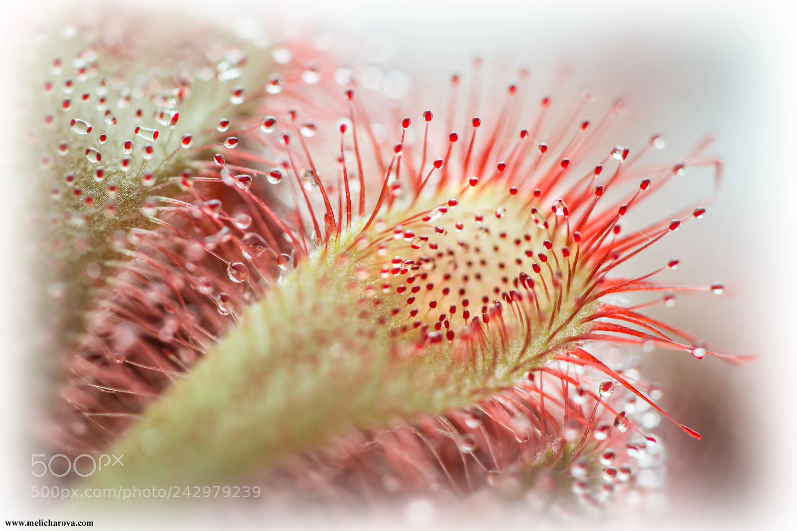 Canon EOS 60D sample photo. Sundew 3 photography