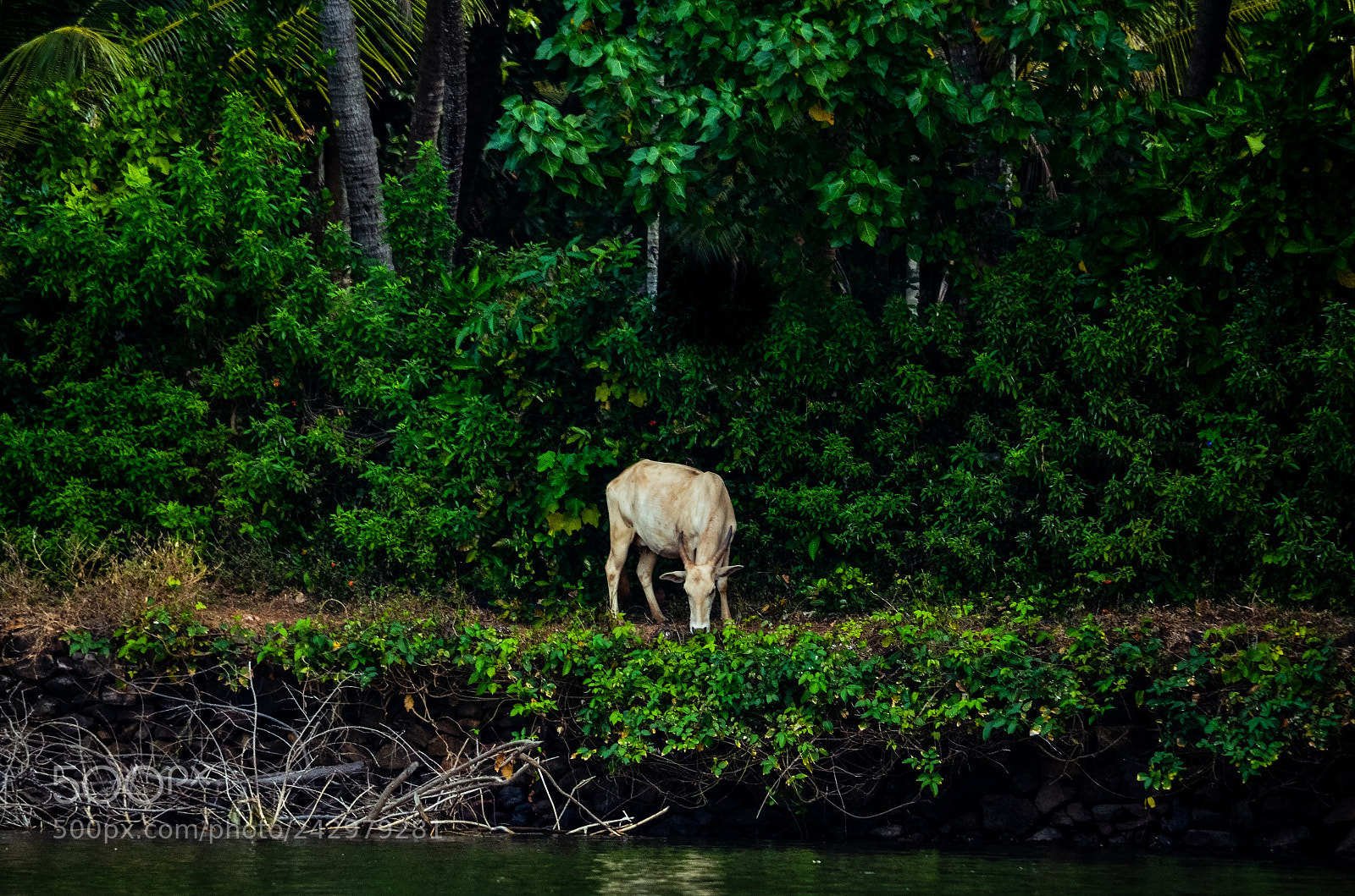 Nikon D5100 sample photo. Holy cow photography