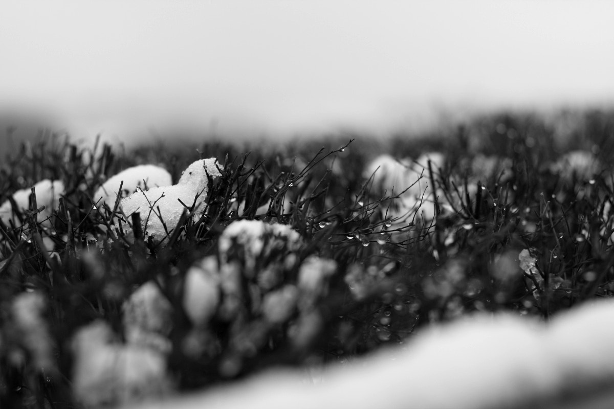 Canon EF 35-80mm f/4-5.6 sample photo. In winter garden - suburbia photography