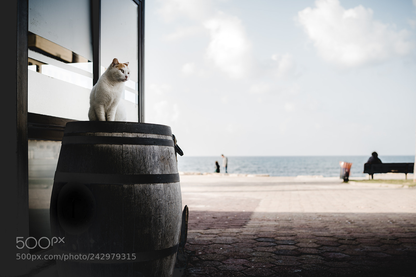 Sony a7R II sample photo. Cat photography