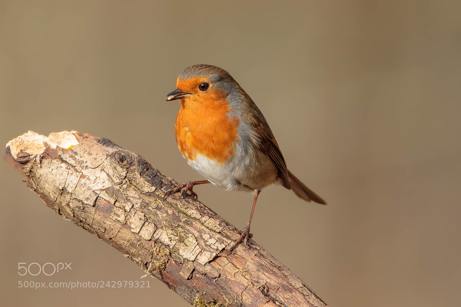 Canon EOS 7D Mark II sample photo. Robin photography