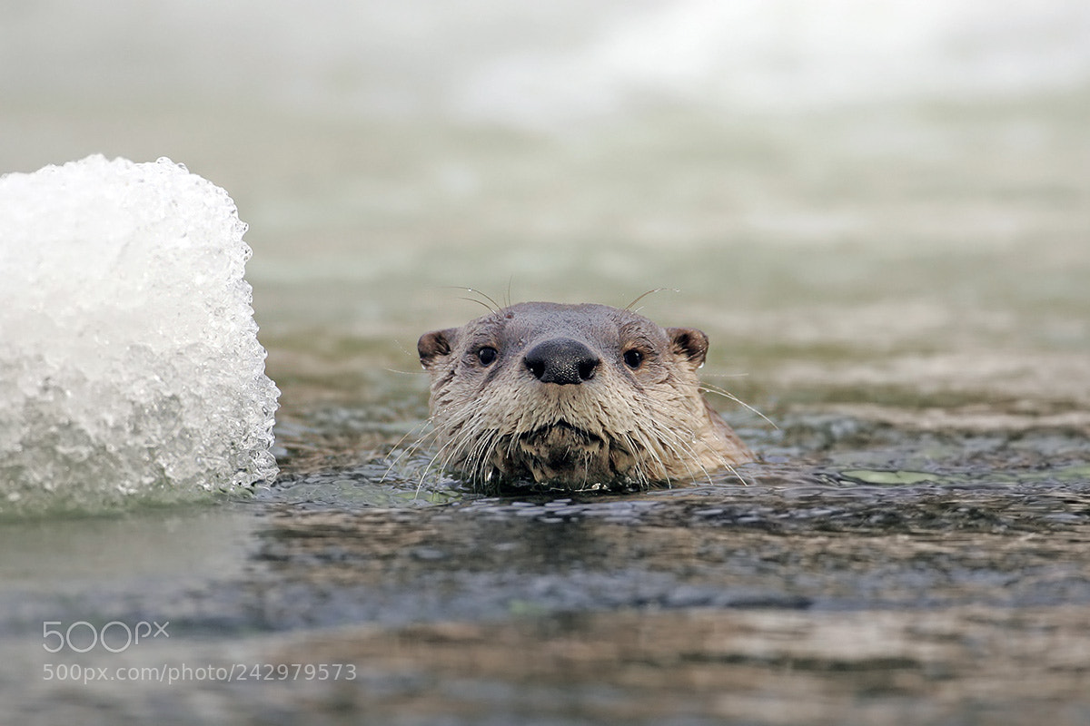 Canon EOS-1D Mark II sample photo. River otter in yellowstone photography