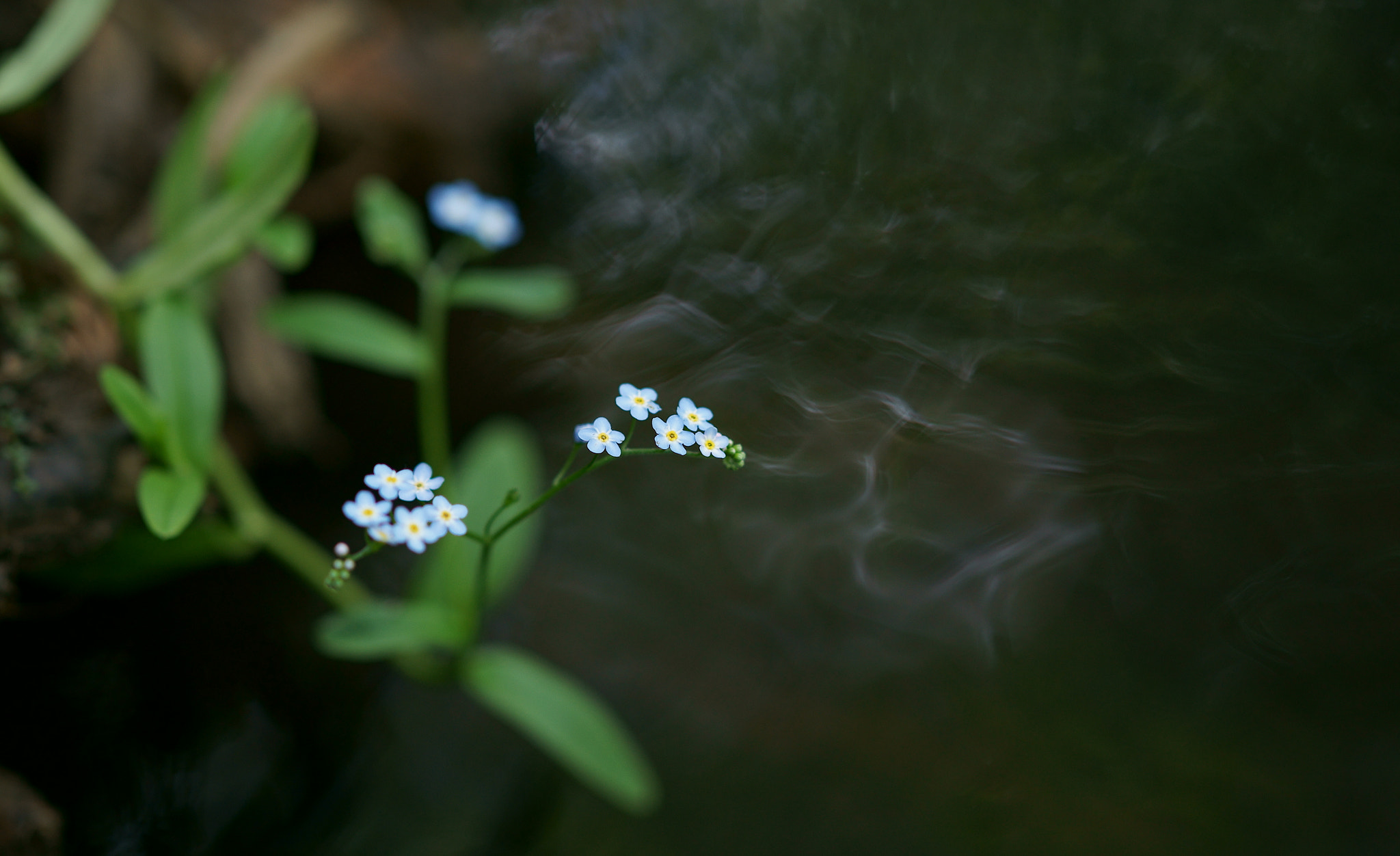 Sony Sonnar T* 135mm F1.8 ZA sample photo. незабудка над ручьём photography