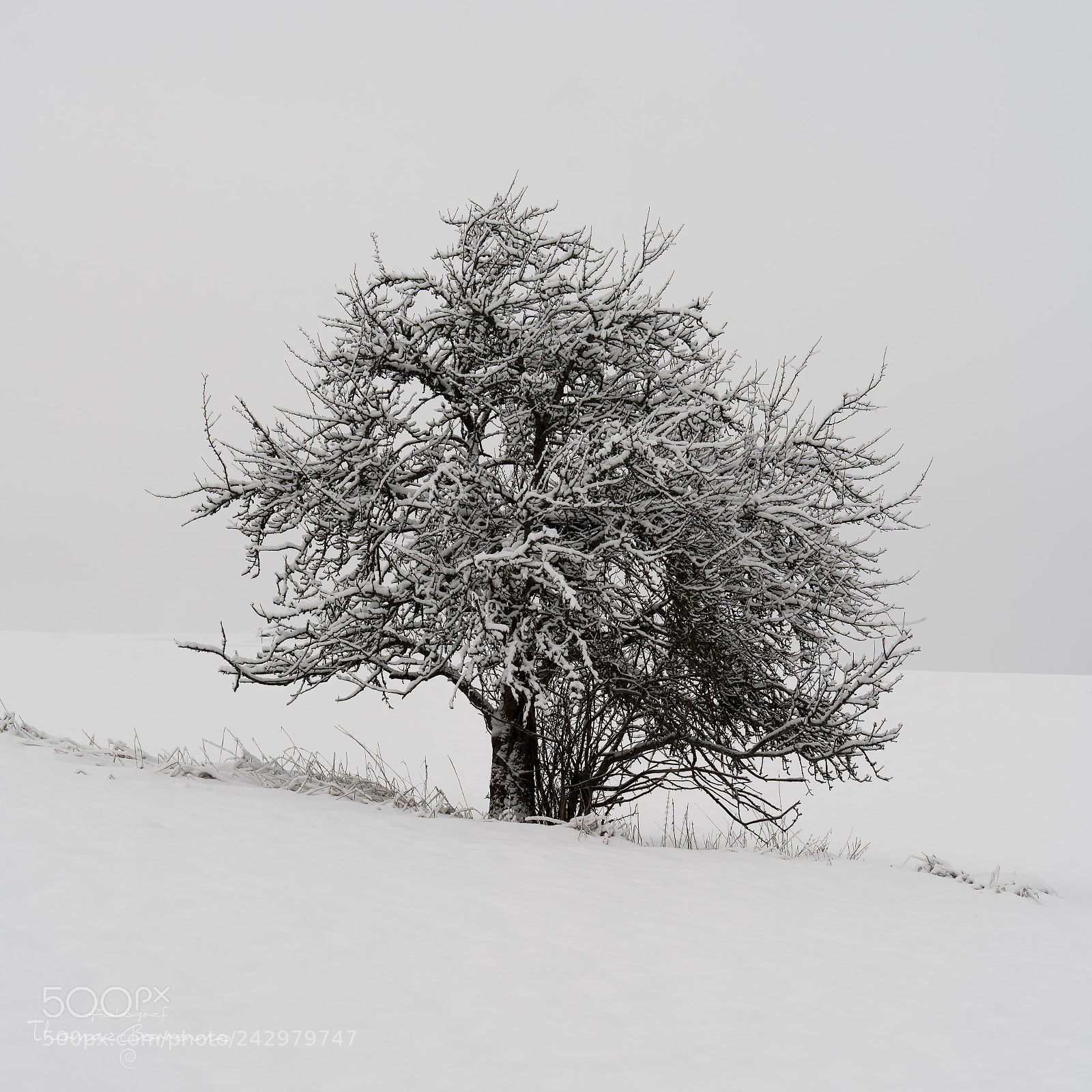 Sony a7R III sample photo. The lonely tree photography
