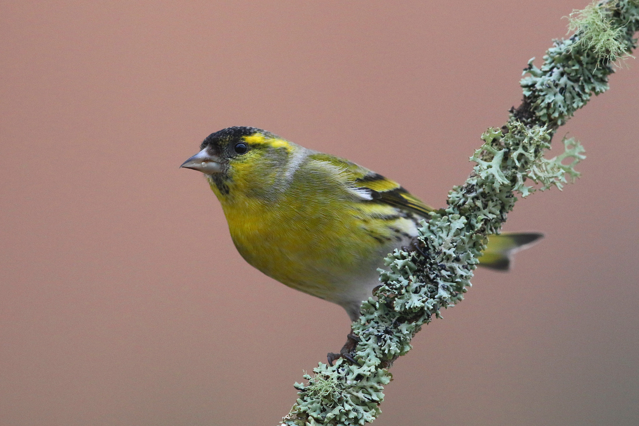 Canon EF 500mm F4L IS II USM sample photo. Male siskin photography