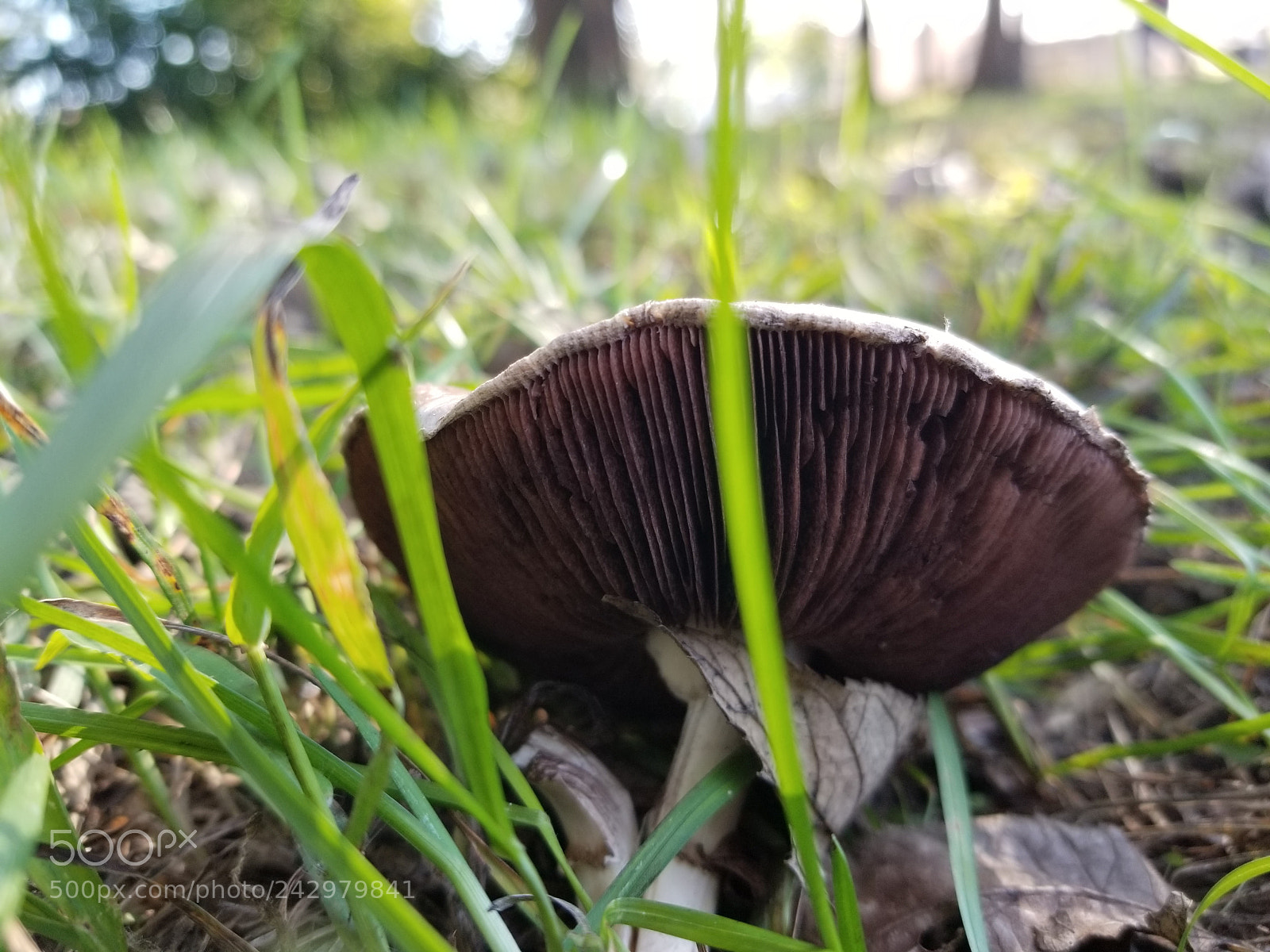 Samsung Galaxy S8+ sample photo. Mushroom photography