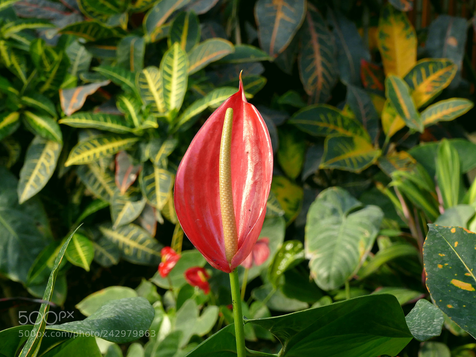 Panasonic Lumix DMC-FZ1000 sample photo. Auteuil photography