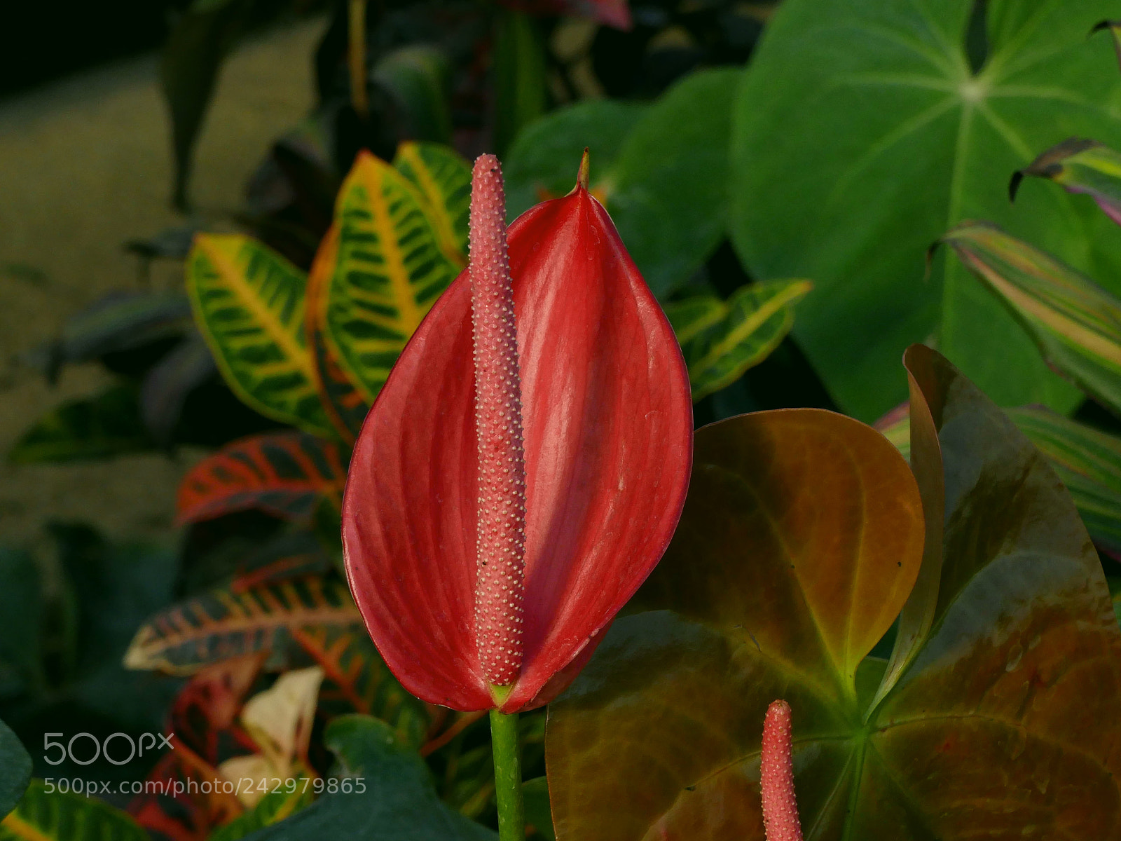 Panasonic Lumix DMC-FZ1000 sample photo. Auteuil photography