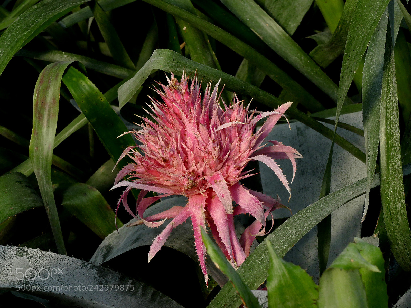 Panasonic Lumix DMC-FZ1000 sample photo. Auteuil photography