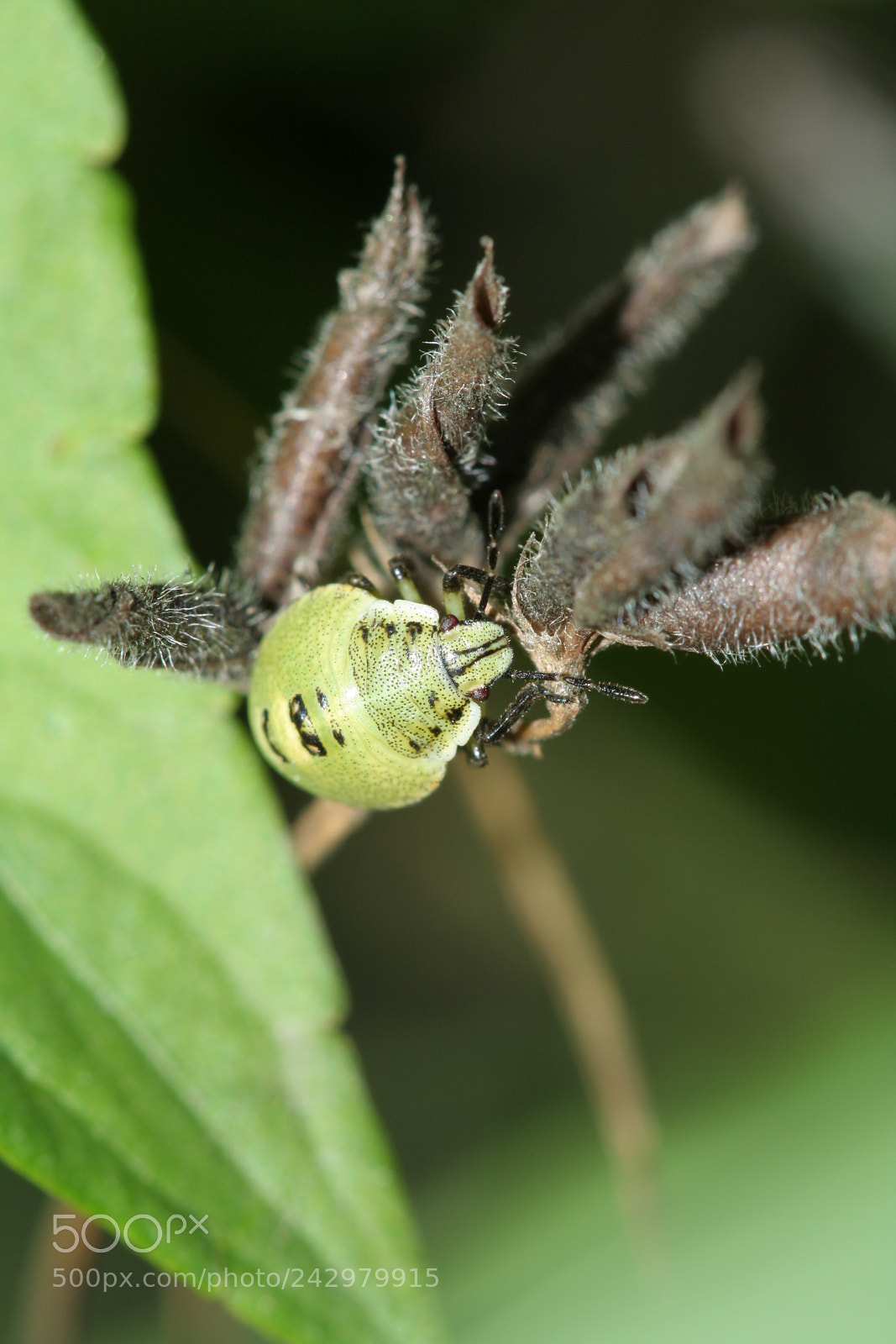 Canon EOS 350D (EOS Digital Rebel XT / EOS Kiss Digital N) sample photo. Green bug photography