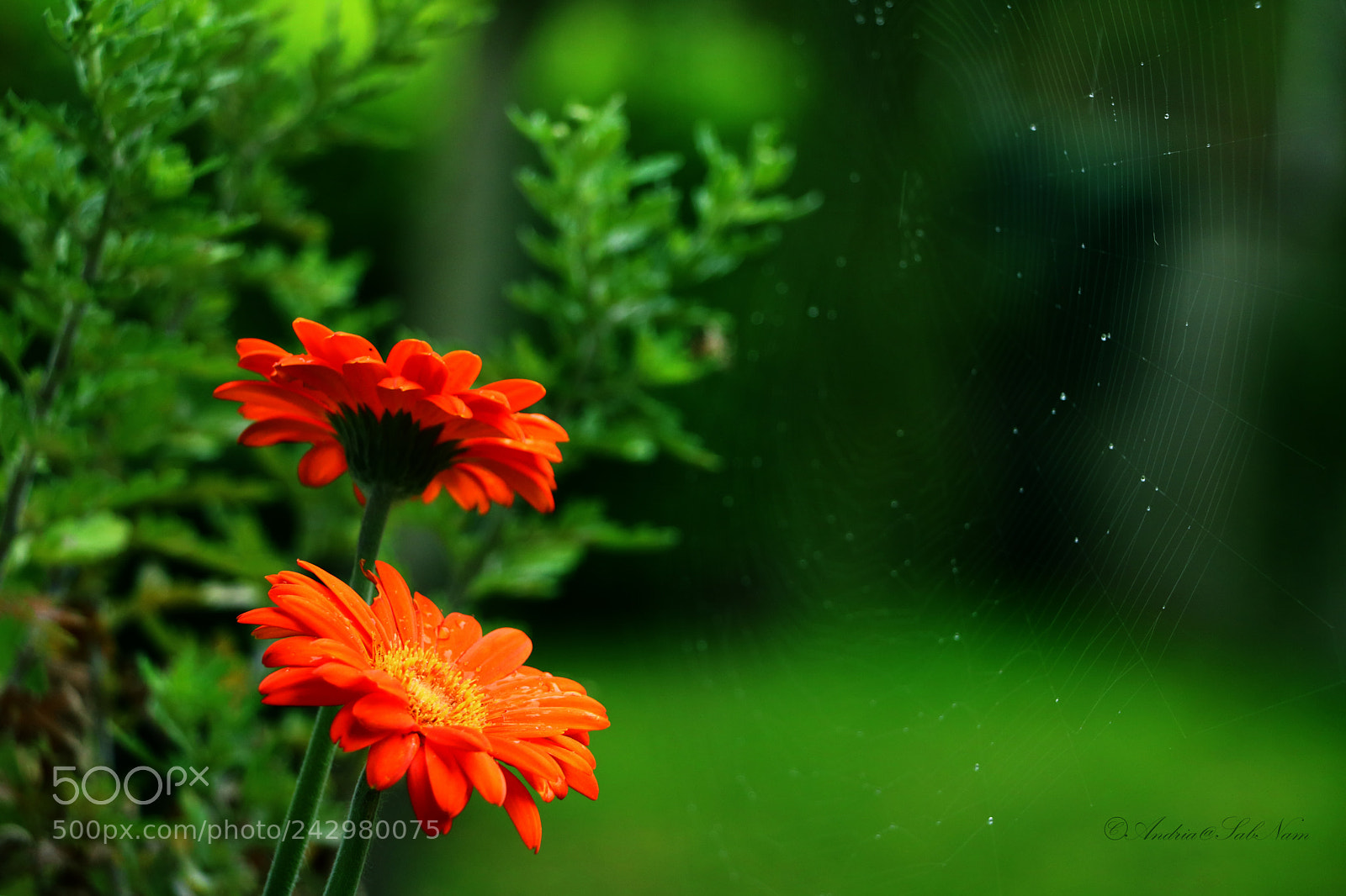 Canon EOS 750D (EOS Rebel T6i / EOS Kiss X8i) sample photo. Spring photography