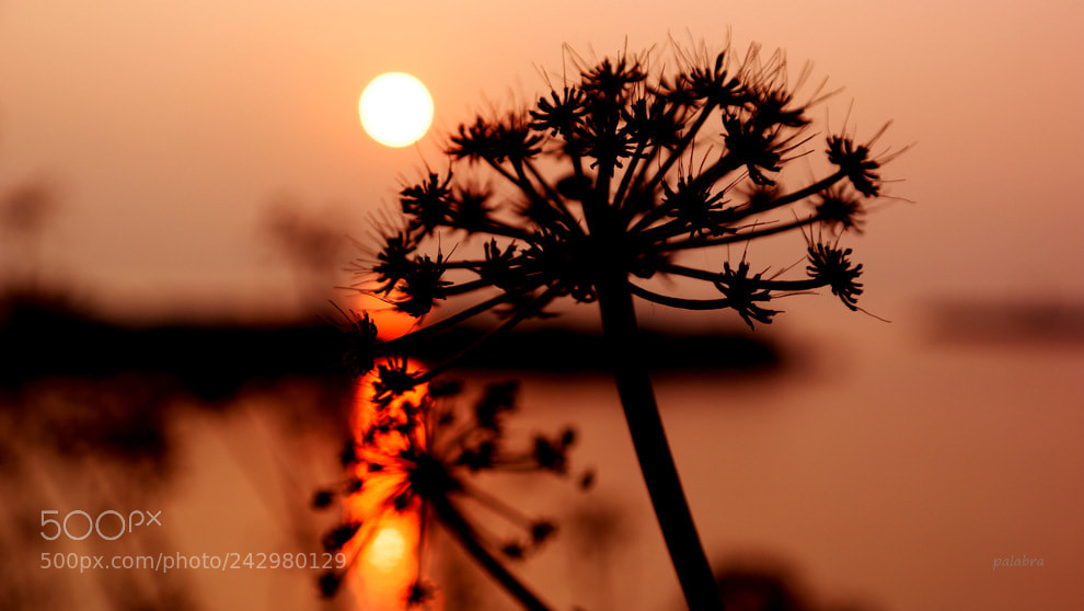 Samsung NX1 sample photo. ... photography