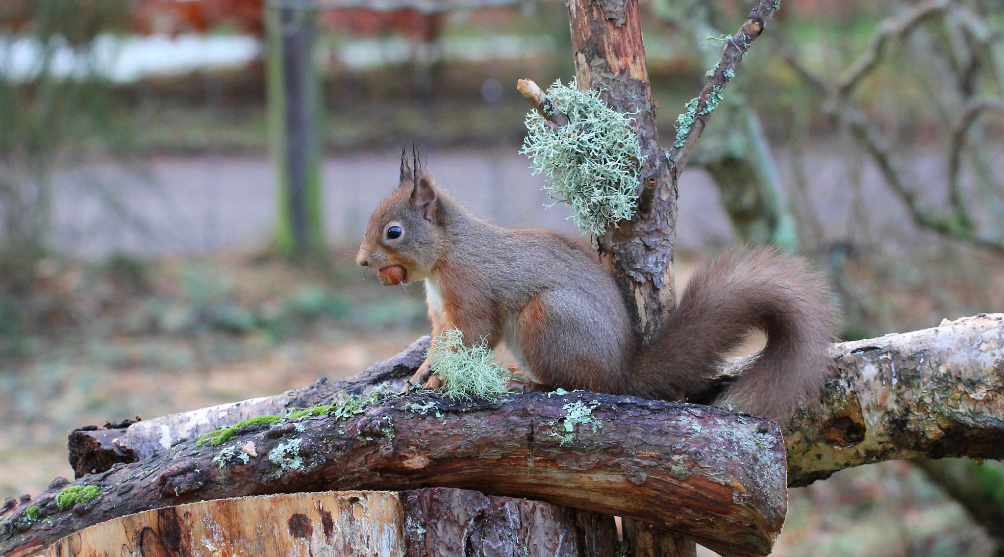 Canon EF 100mm F2.8L Macro IS USM sample photo. Red squirrel photography