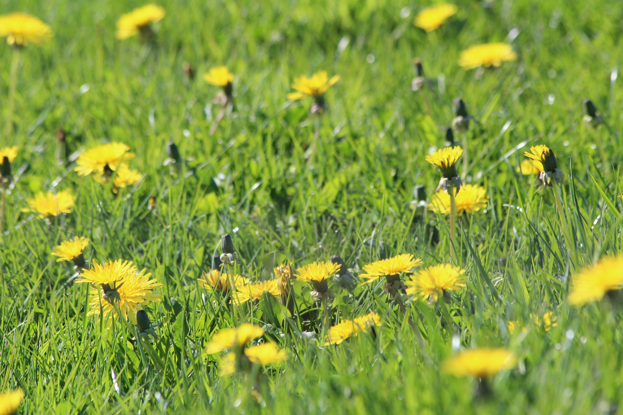 Canon EF 70-300mm F4-5.6 IS USM sample photo. Green photography