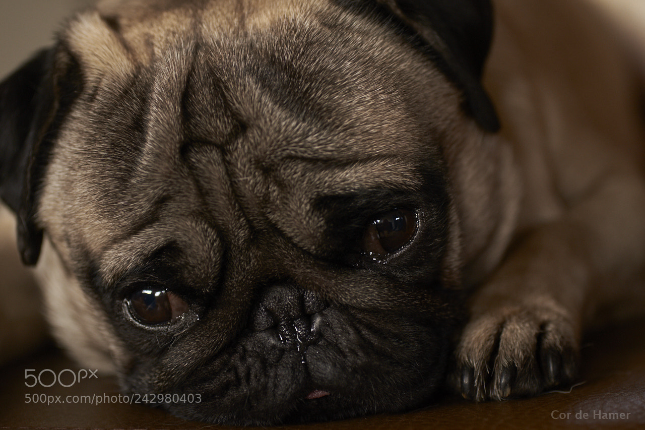 Sony SLT-A99V sample photo. Pug look photography