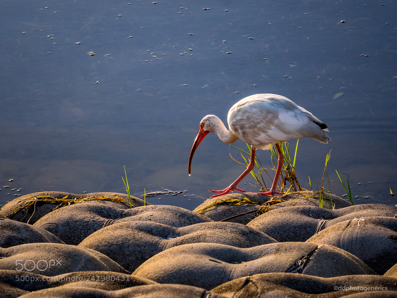 Olympus OM-D E-M10 II sample photo. Young white ibis photography