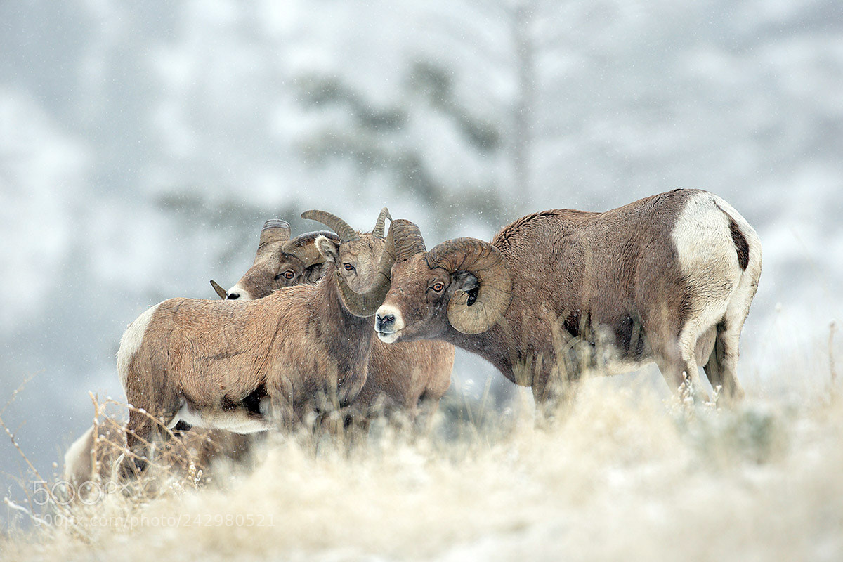 Canon EOS-1D X sample photo. Bighorn sheep during rut photography