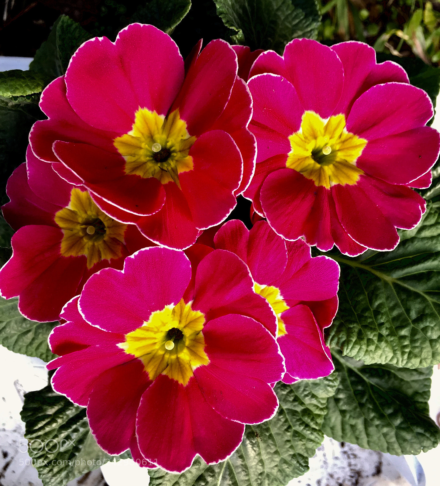 Apple iPhone 6 sample photo. Untitled photography