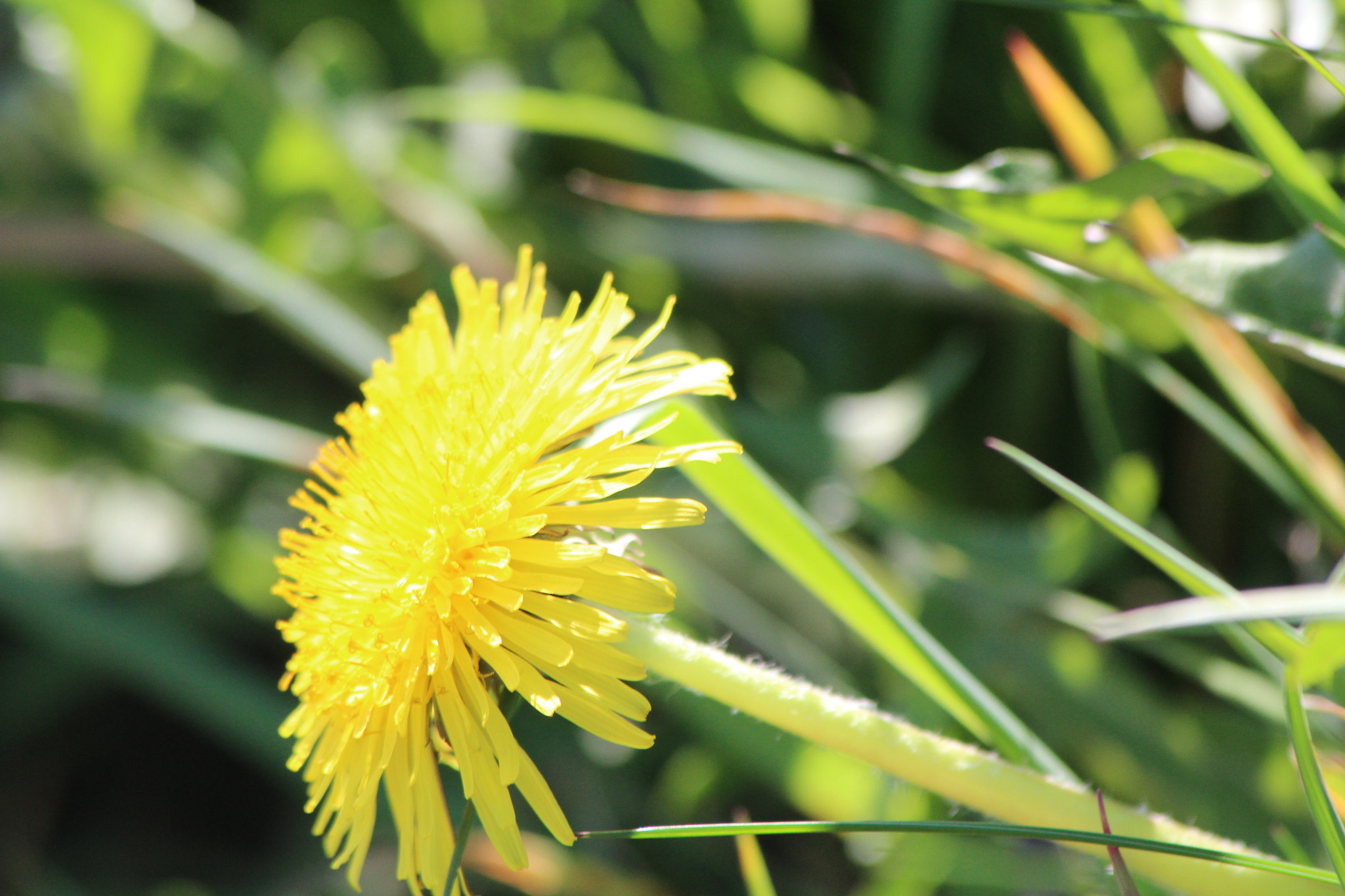 Canon EF 70-300mm F4-5.6 IS USM sample photo. Green photography