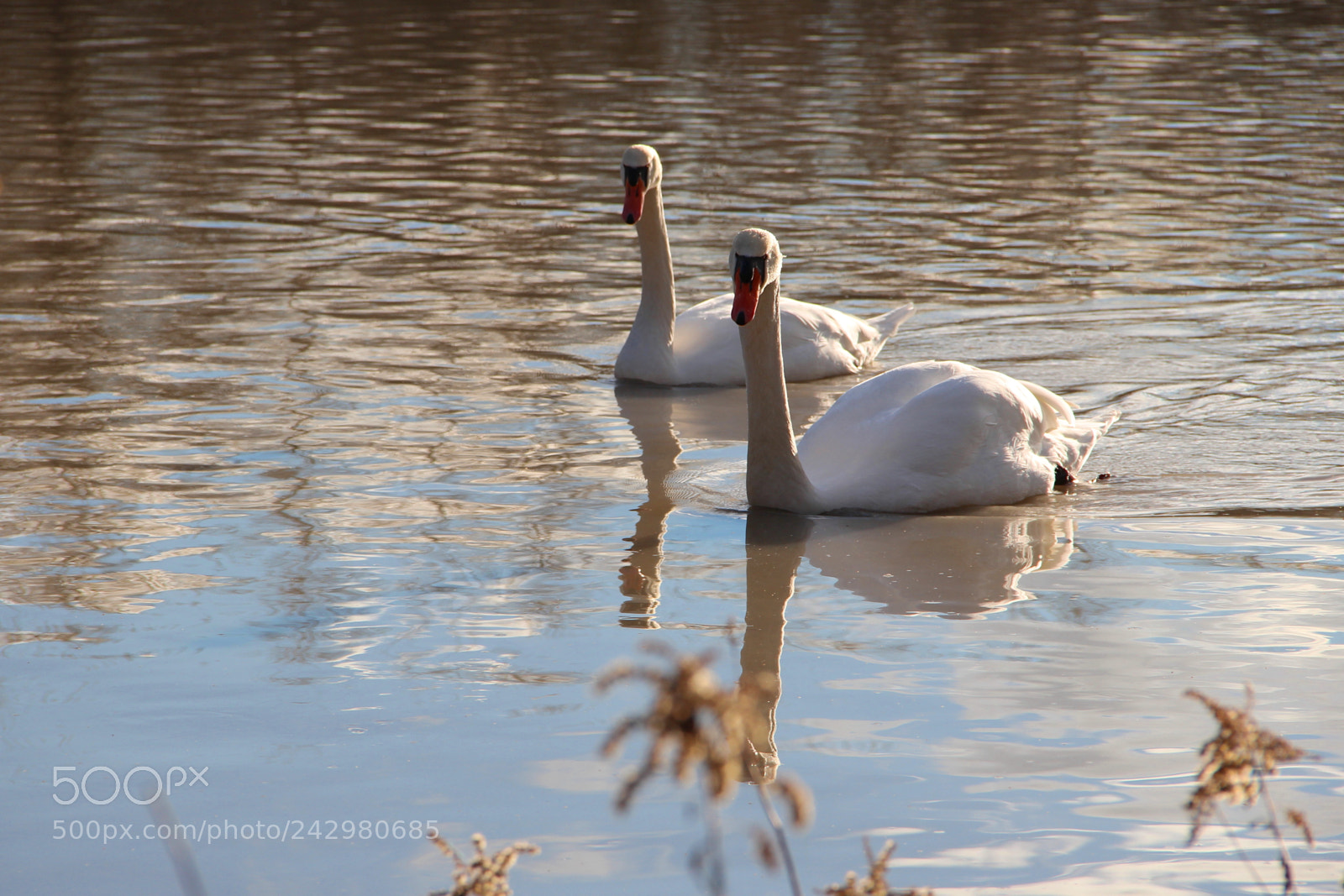 Canon EF-S 18-135mm F3.5-5.6 IS sample photo. 0625 photography