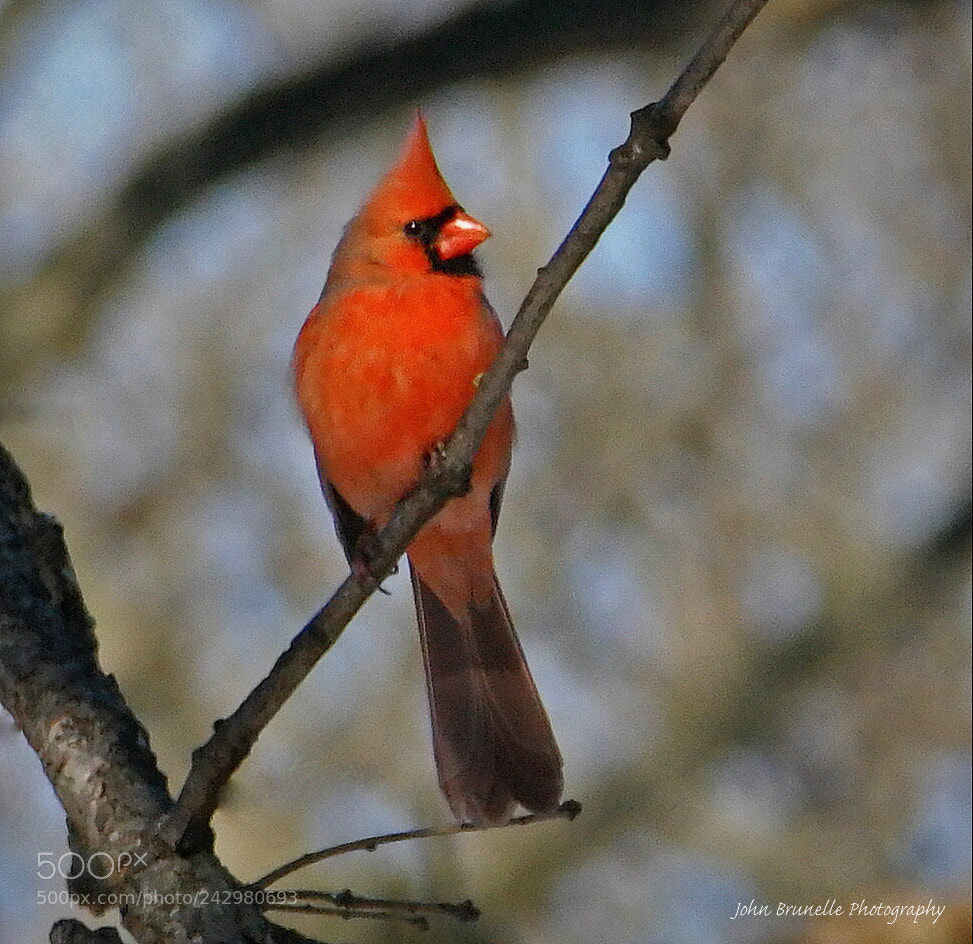 Samsung NX500 sample photo. Cardinal jan 18 photography
