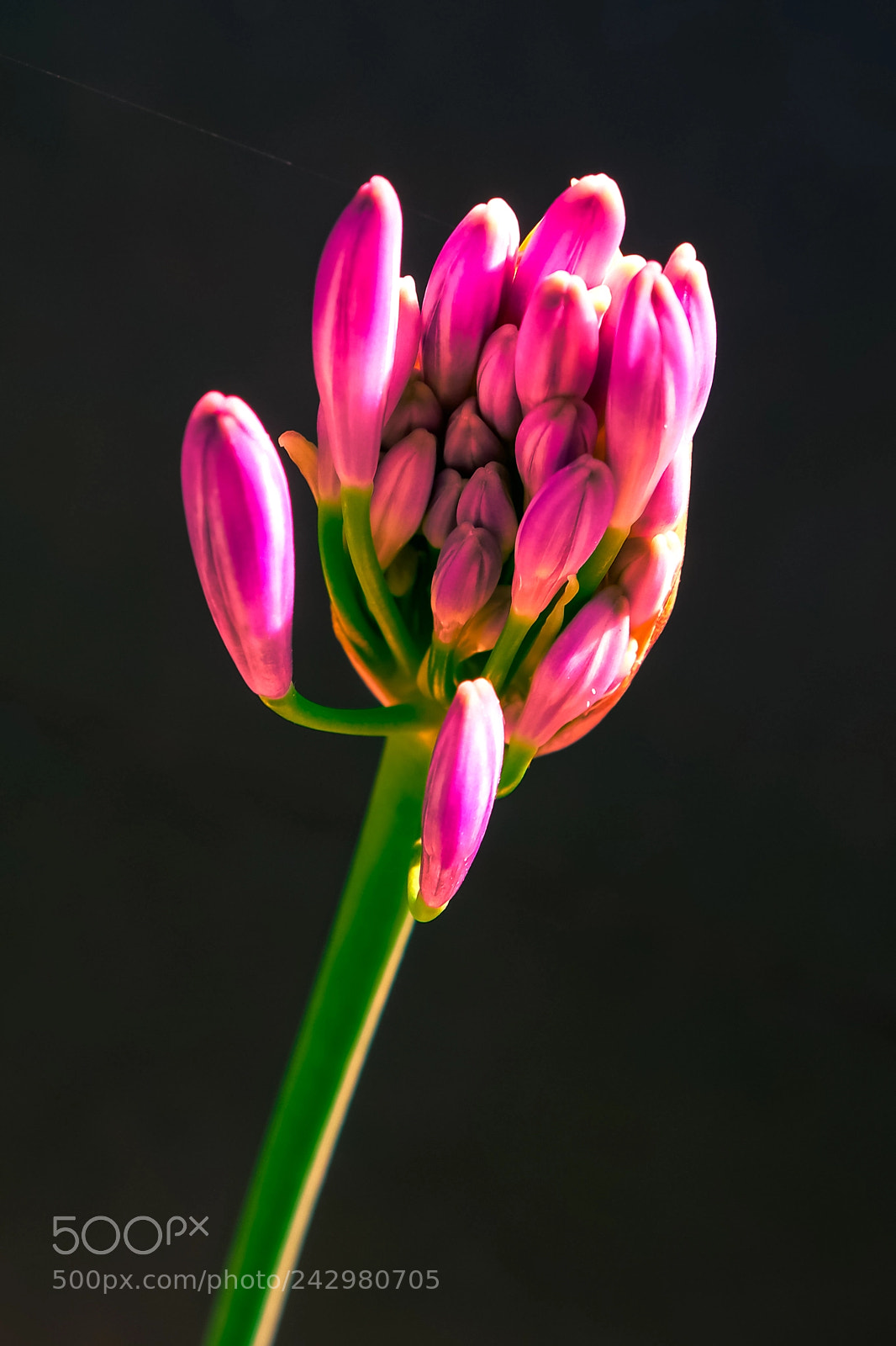 Samsung NX500 sample photo. Take my hand photography
