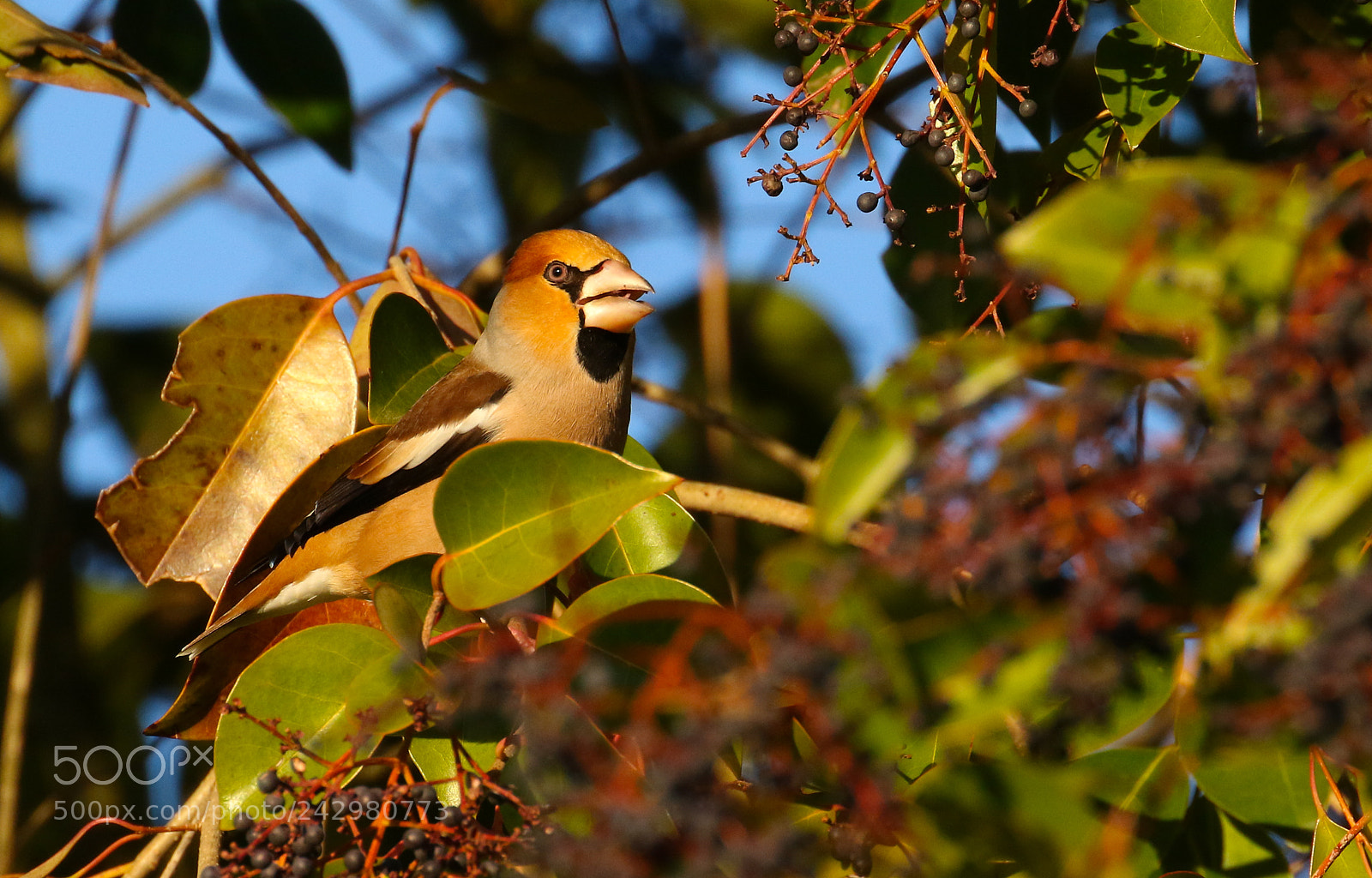 Canon EOS 7D Mark II sample photo. Hawfinch photography