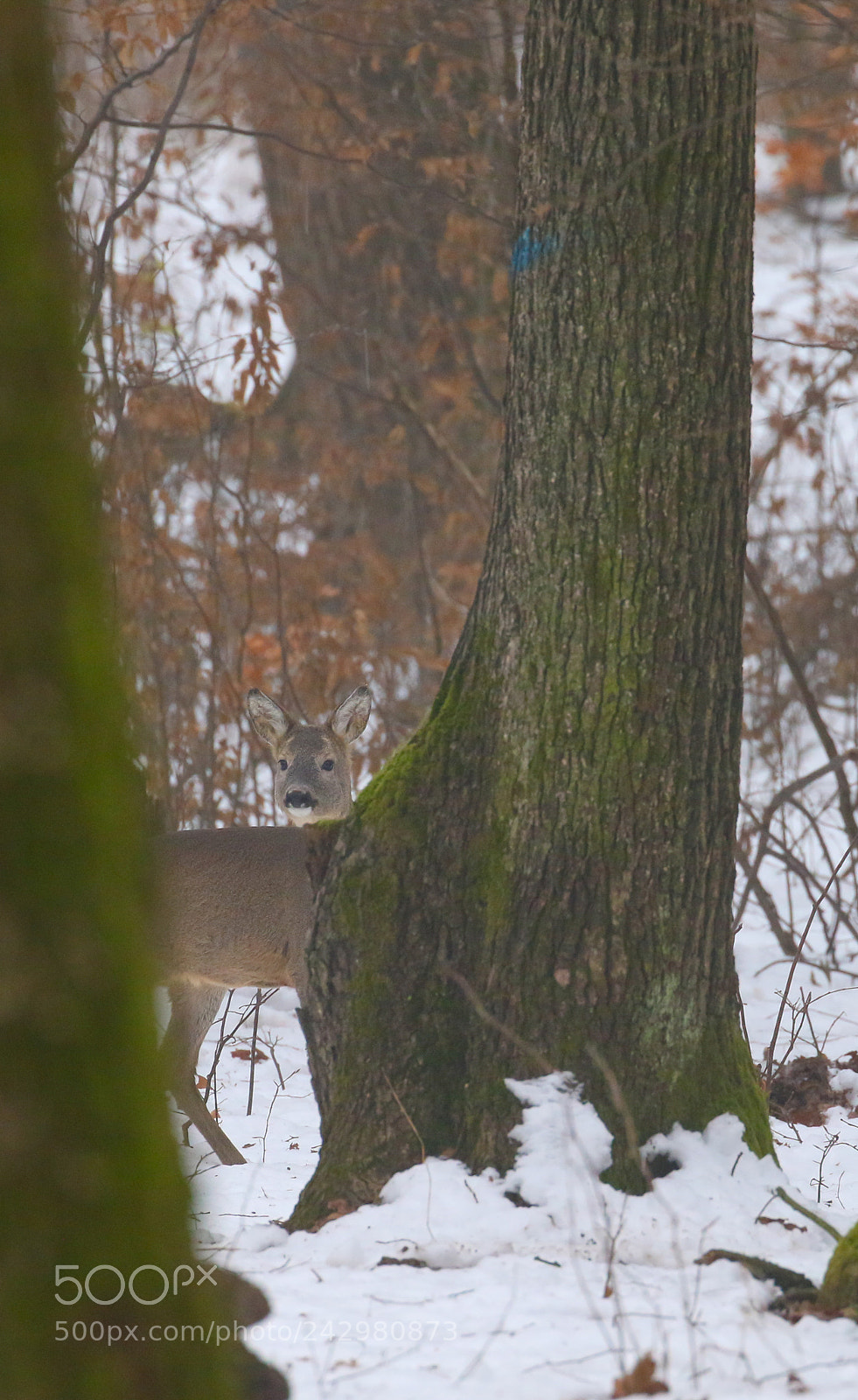 Canon EOS 7D Mark II sample photo. Roe deer photography