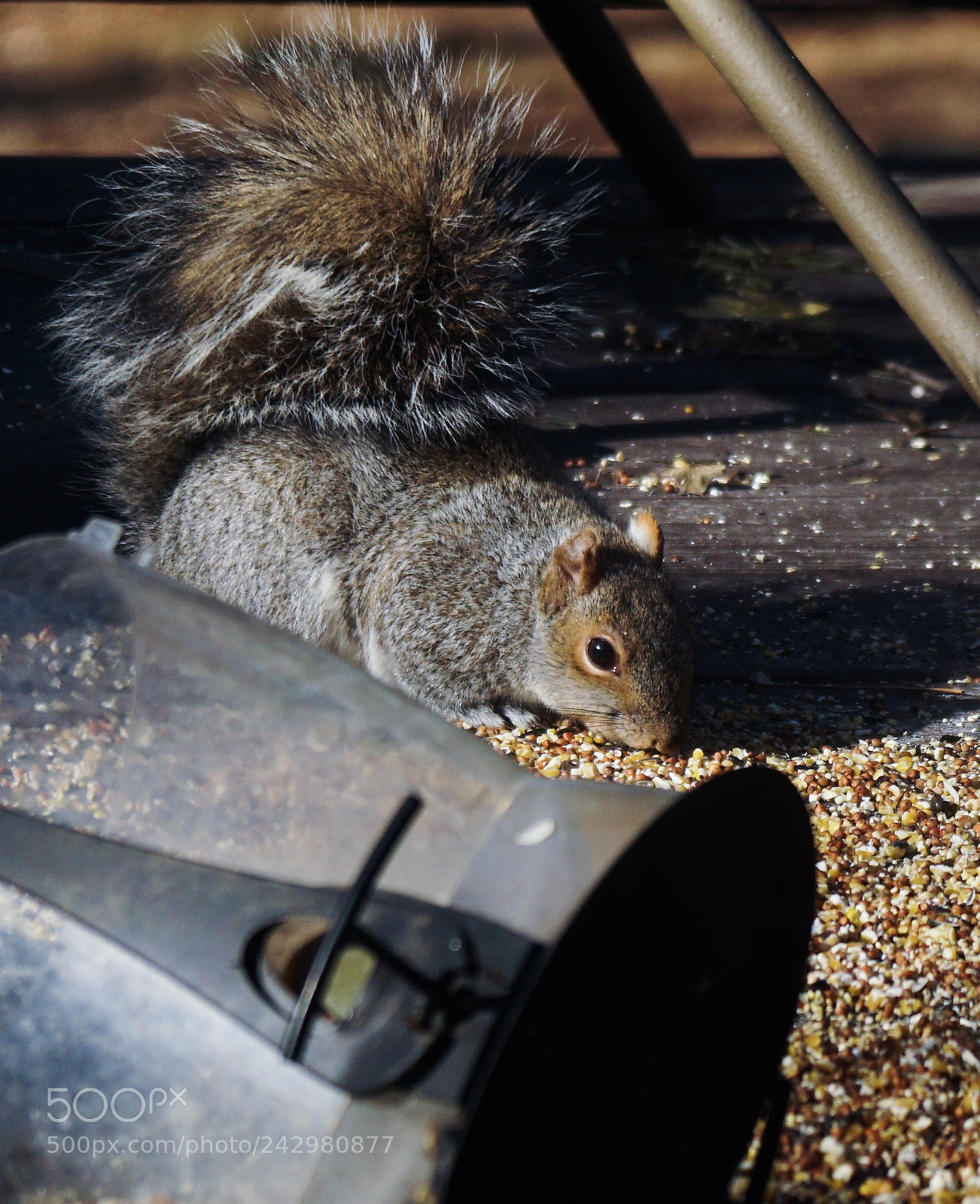 Sony a6300 sample photo. Mischievious squirrel photography