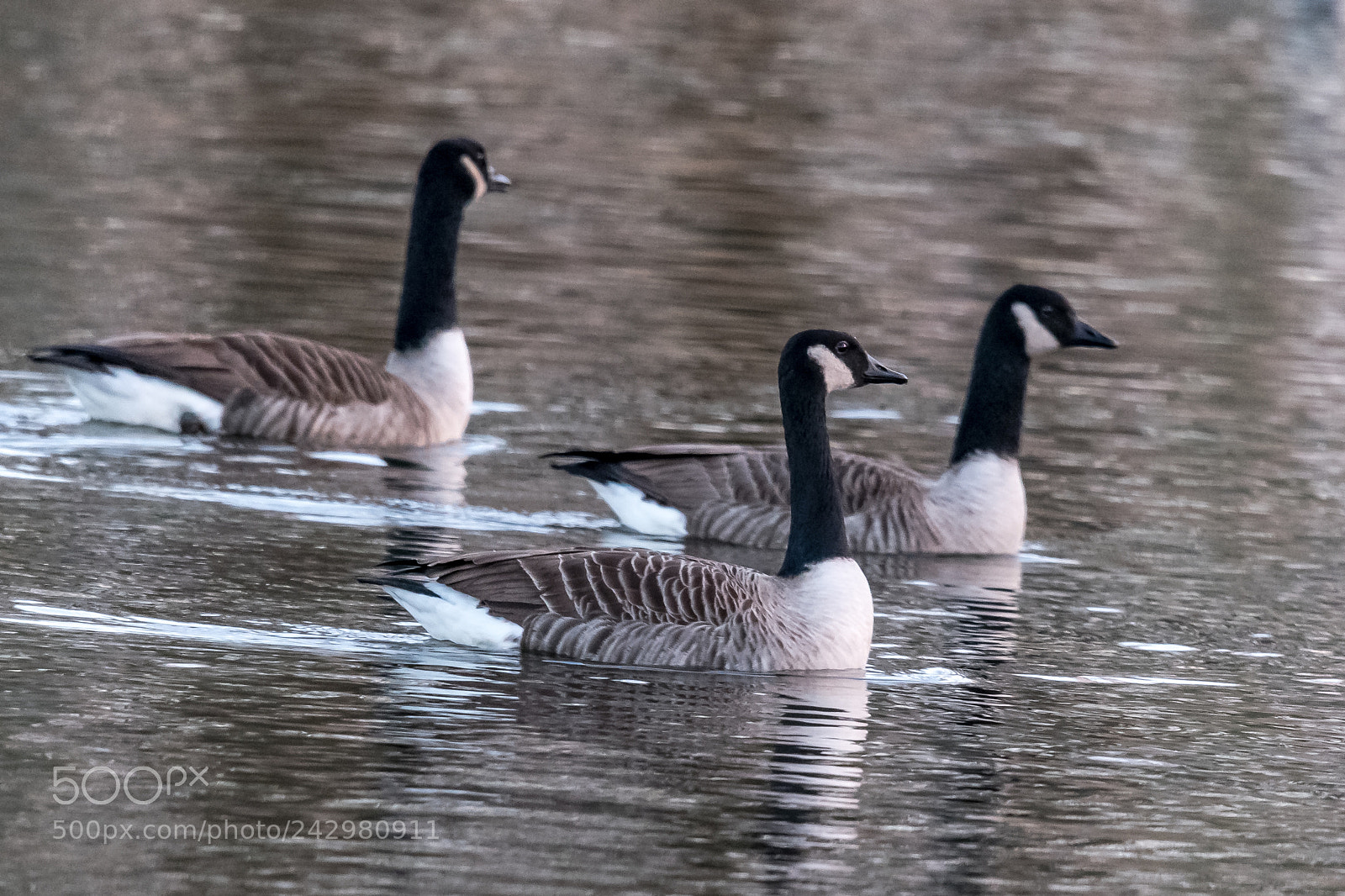 Nikon D850 sample photo. Cruisin' threesome photography